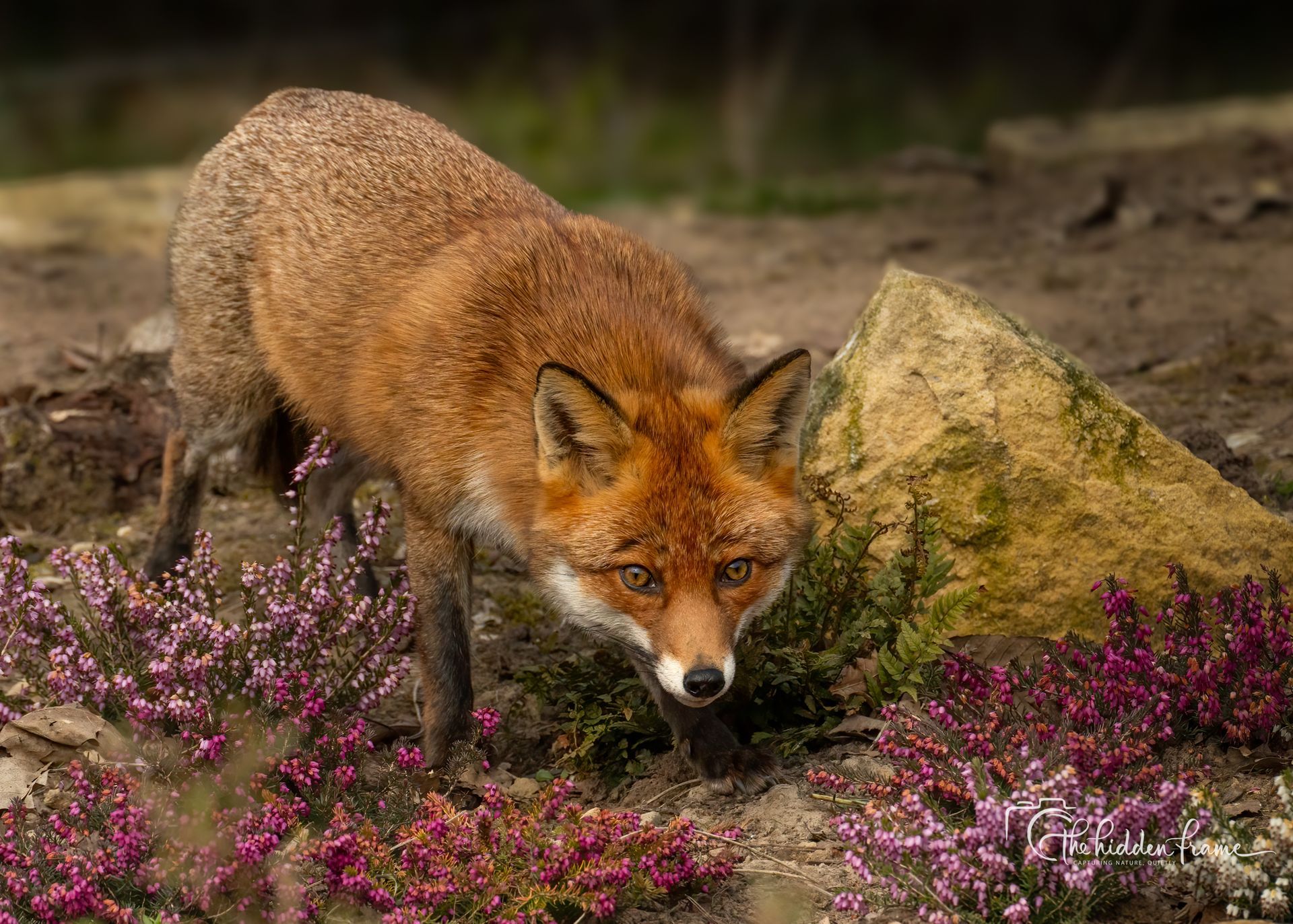 A red fox stands in a patch of purple heather next to a large rock in a natural outdoor setting.