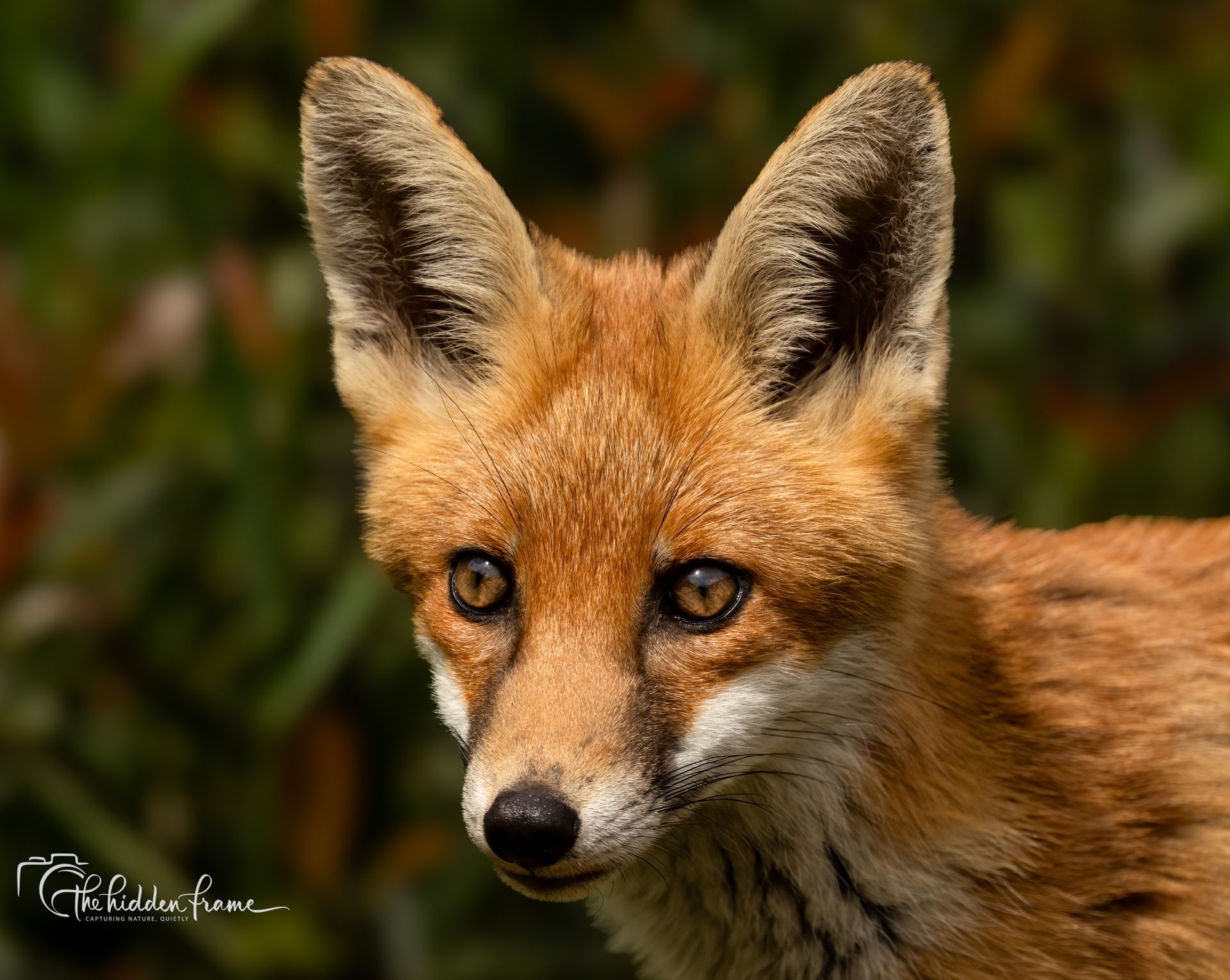 Close-up of a red fox with alert ears and amber eyes against a blurred forest background