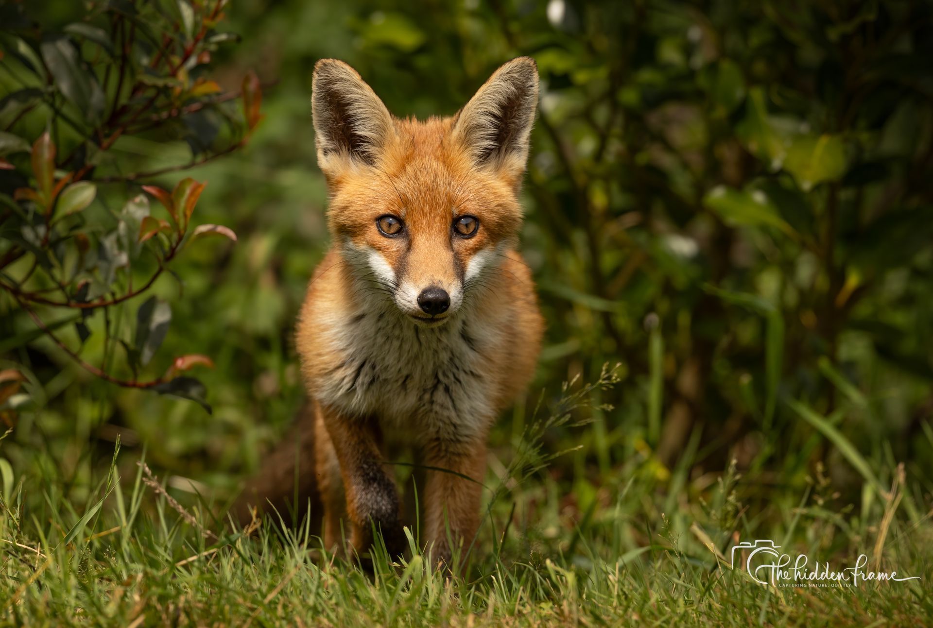 Red fox standing in tall grass, facing the camera, with a green forest background.