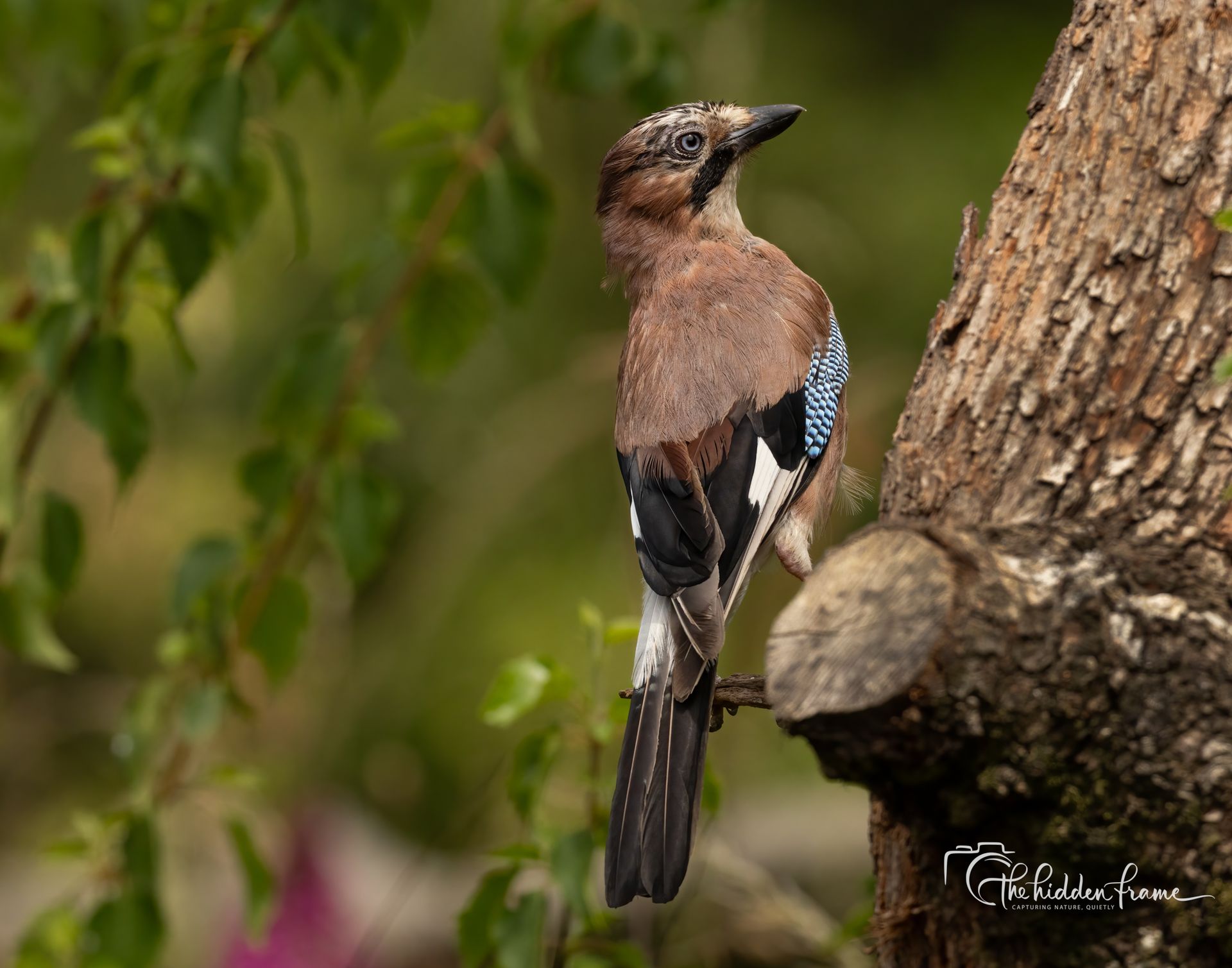 Brown bird perched on a tree trunk, with blue wing markings, in a green forest background
