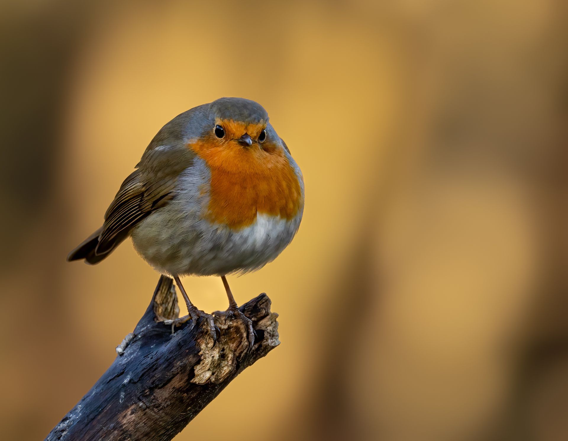 A small European robin with an orange chest and grey wings perched on a dark, weathered branch against a blurred background.