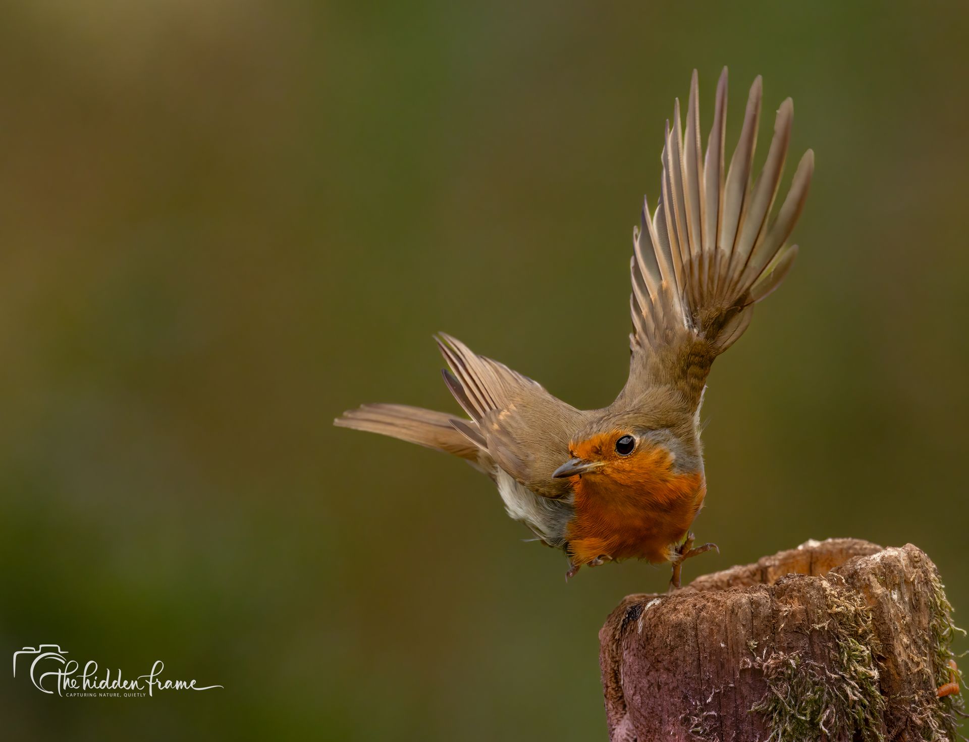 Small robin perched on a mossy stump, wings raised mid-flutter against a blurred green background