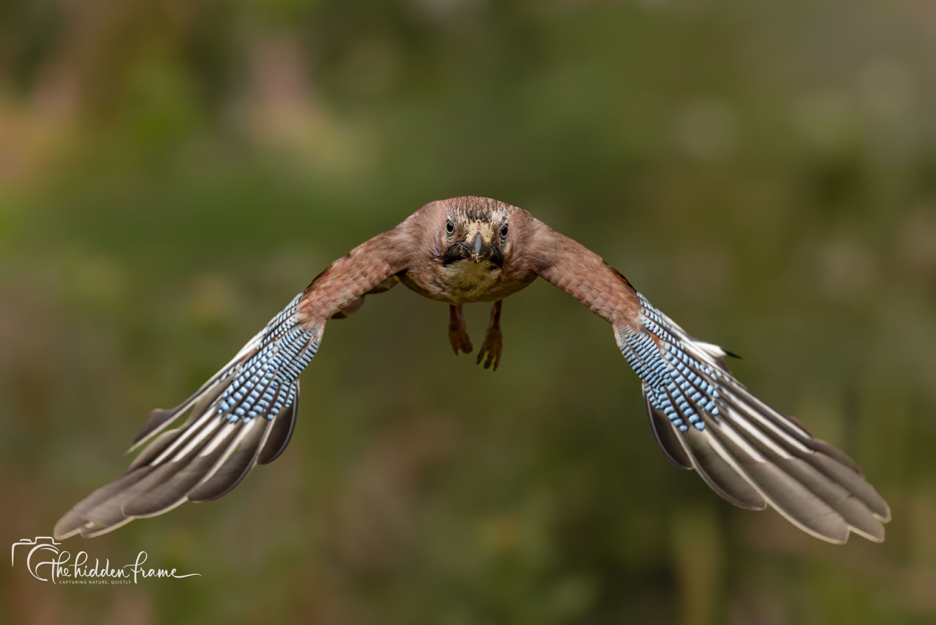 A bird glides toward the camera, wings spread wide, against a blurred green background.