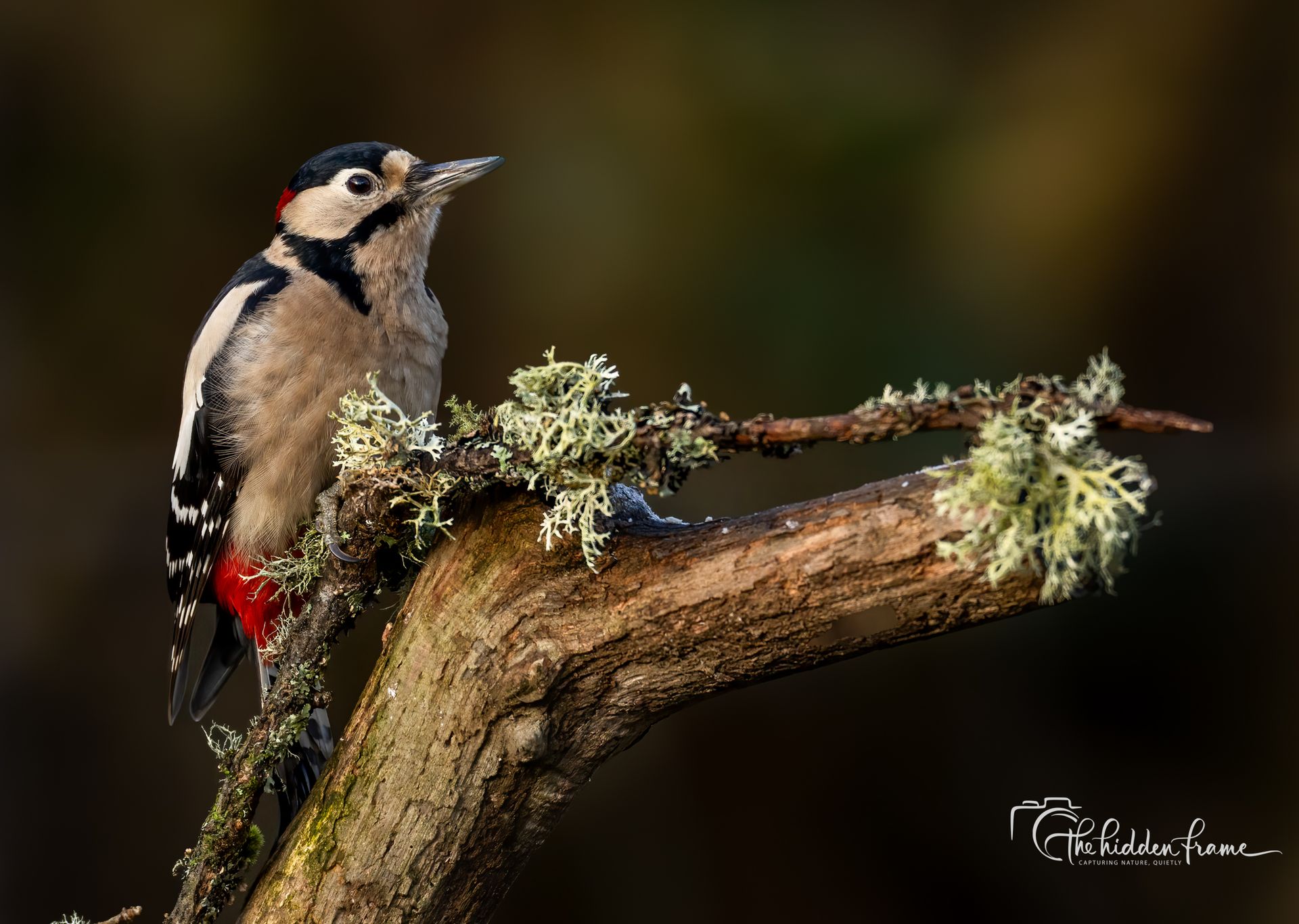A great spotted woodpecker with a vibrant red patch under its tail perches on a lichen-covered branch.