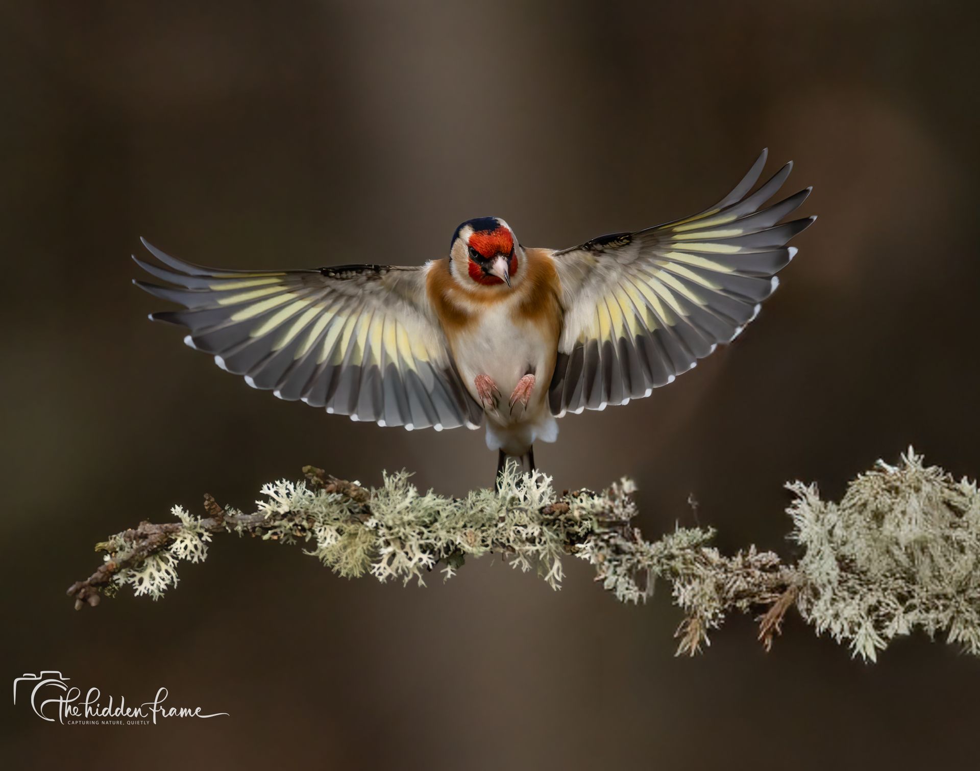 A European Goldfinch with wings spread wide, landing on a mossy, lichen-covered branch against a dark, blurred background.