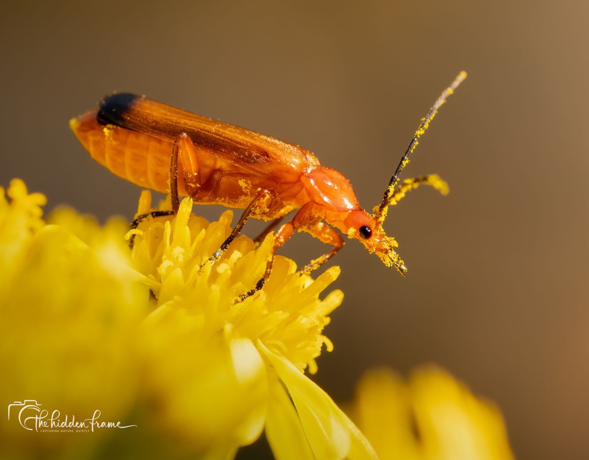 Orange beetle on bright yellow flower, shown in close-up with a blurred brown background
