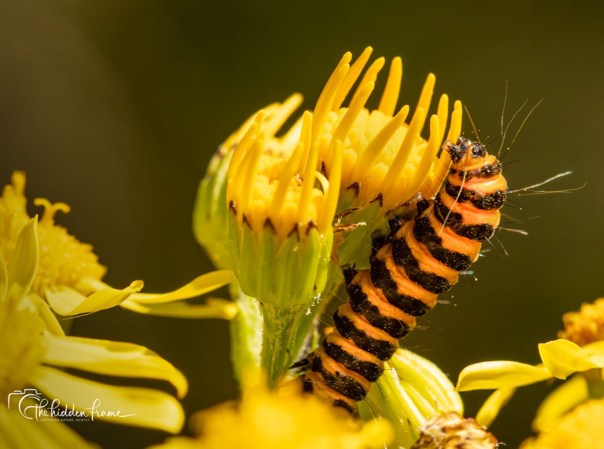 Orange-and-black striped caterpillar on a yellow flower against a blurred background