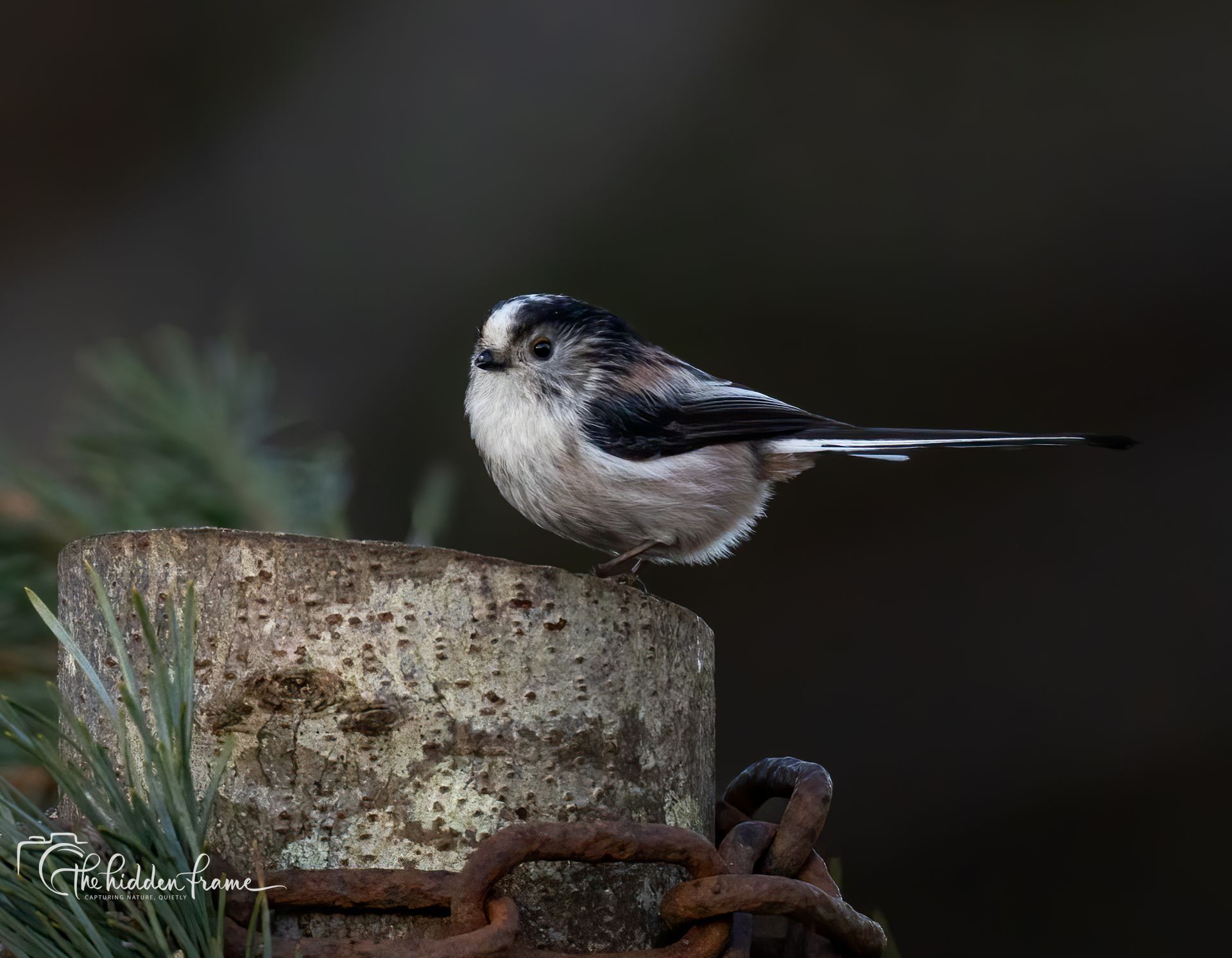 A long-tailed tit with white and gray plumage perched on a weathered, rusted wooden post against a dark background.