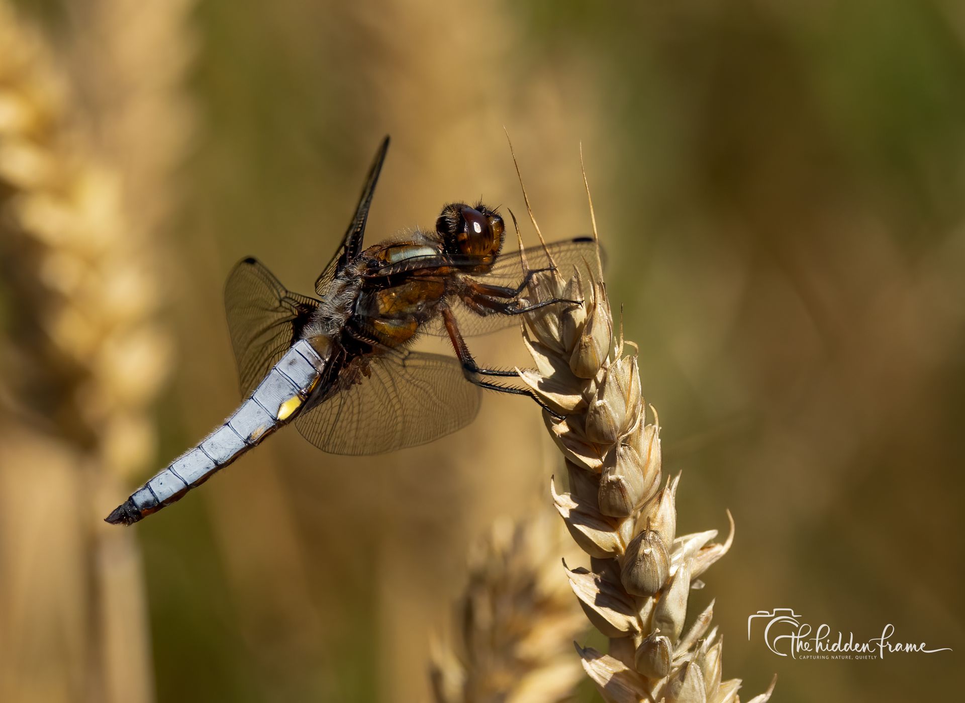 Blue-tailed dragonfly perched on a wheat stalk against a blurred golden field
