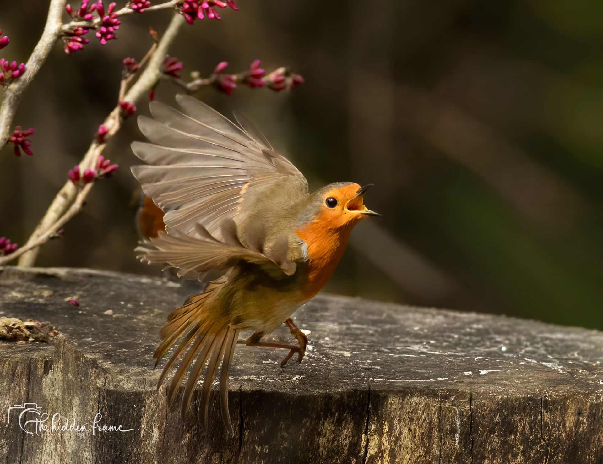 A European robin with an orange chest perches on a weathered tree stump, wings outstretched and beak open.