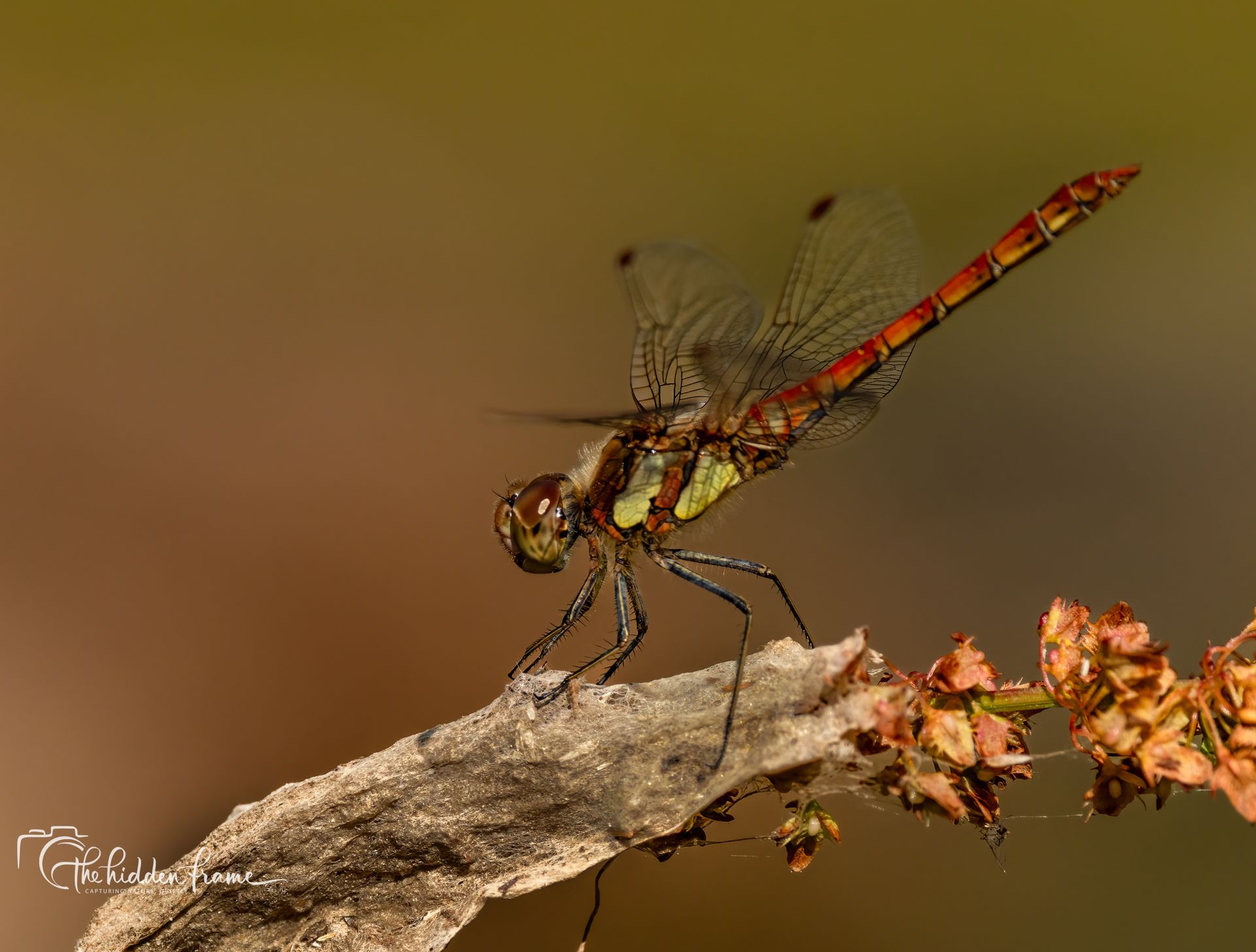 Dragonfly perched on a twig, with a blurred brown background.