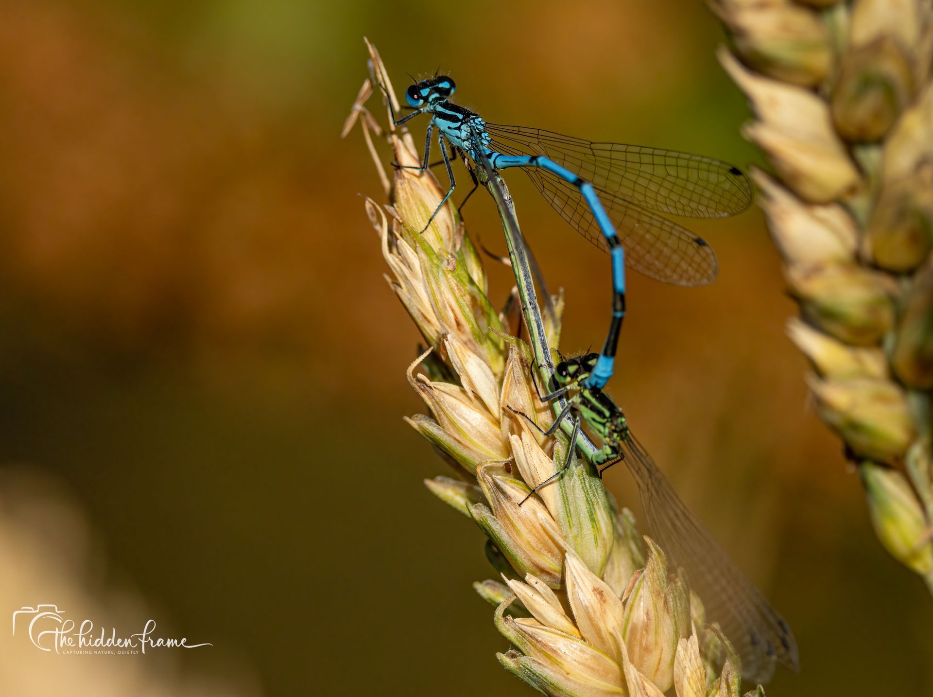 Blue damselfly perched on a wheat stalk against a blurred brown background