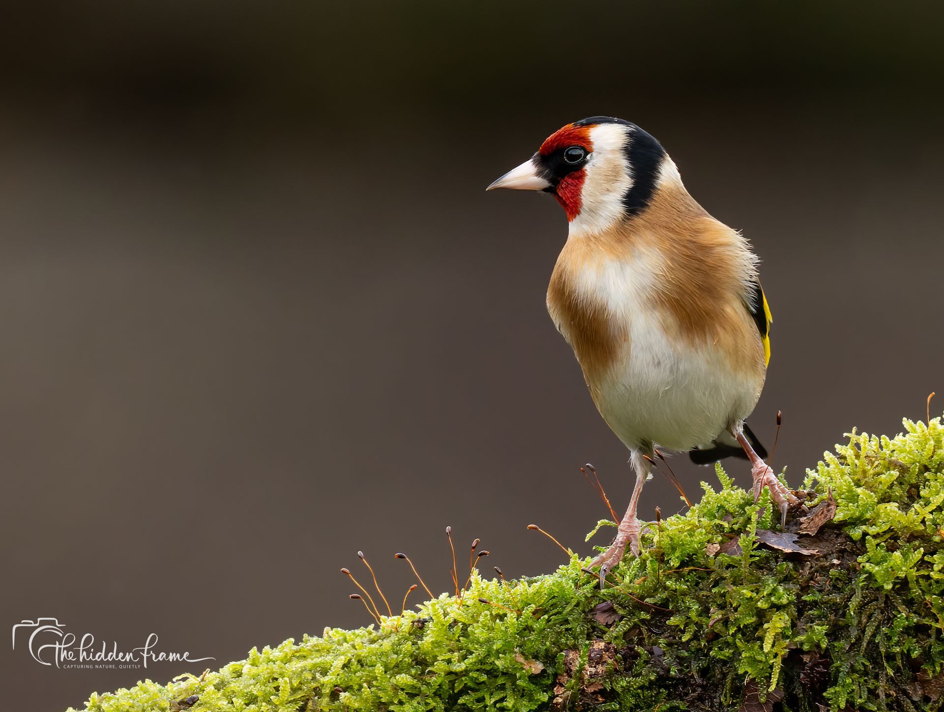 A European Goldfinch with a red face and yellow wing patch perched on a mossy branch against a dark, blurred background.