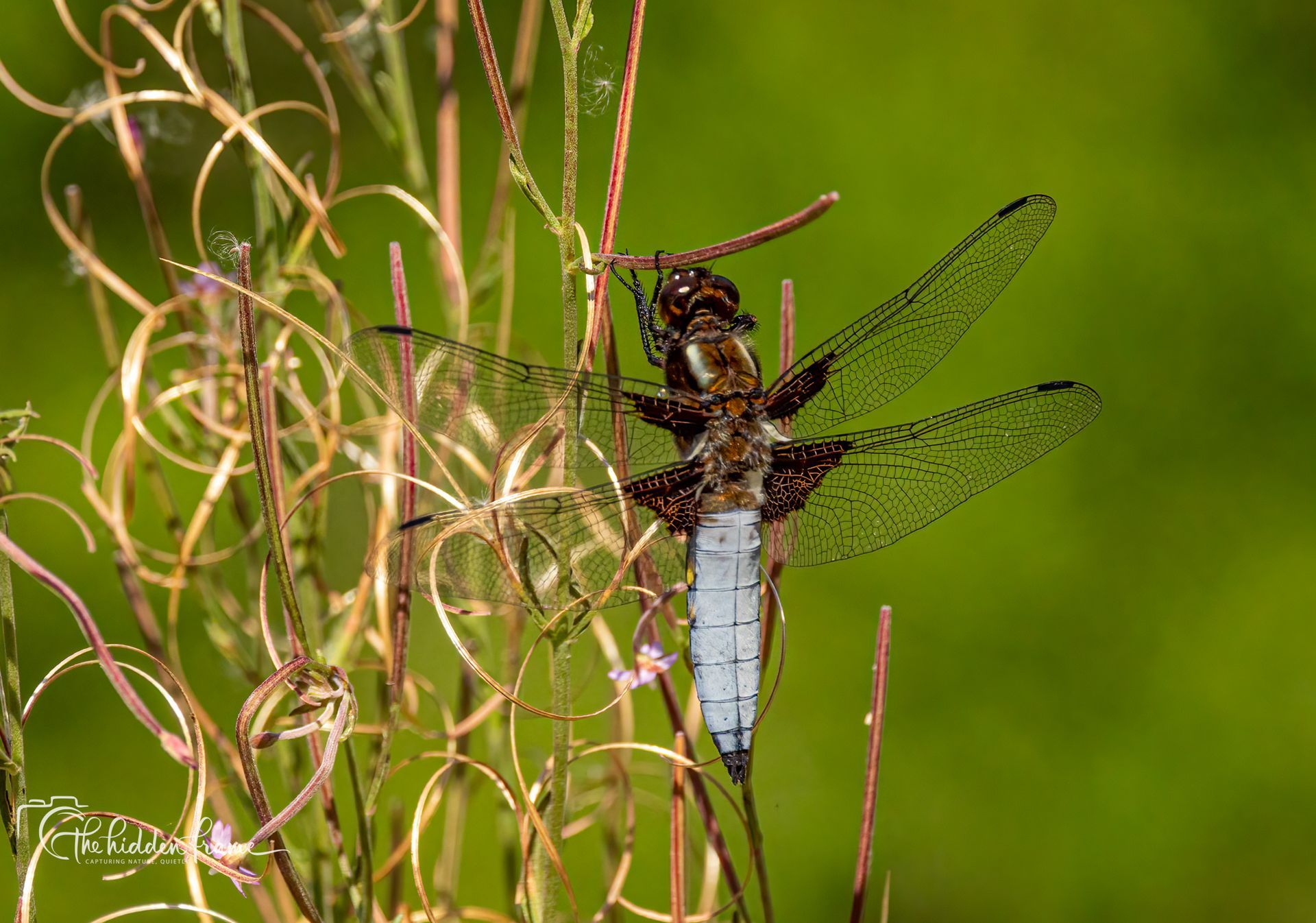 Dragonfly perched on dried grass stems against a green blurred background