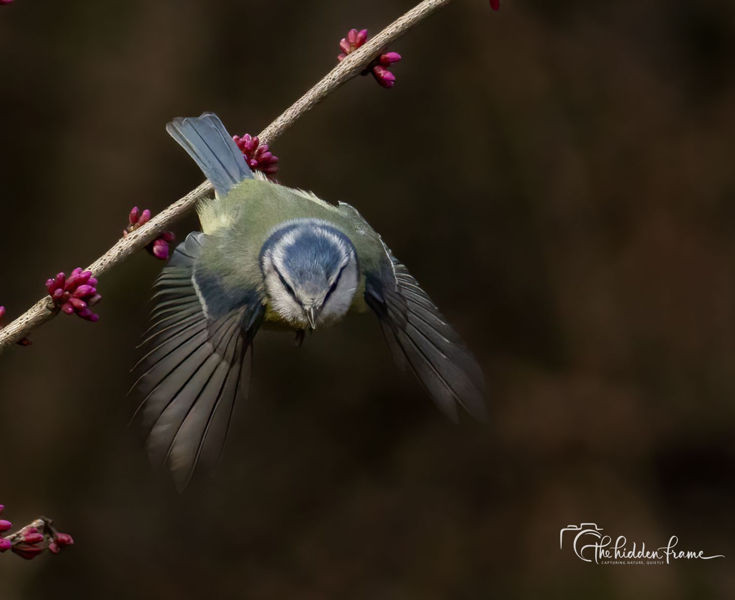 A Eurasian blue tit with yellow and blue plumage in mid-flight, wings spread, landing on a budding branch.