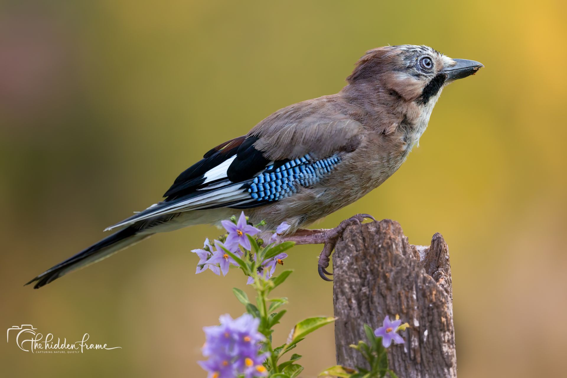 Blue jay perched on a weathered post beside purple flowers, against a soft blurred background