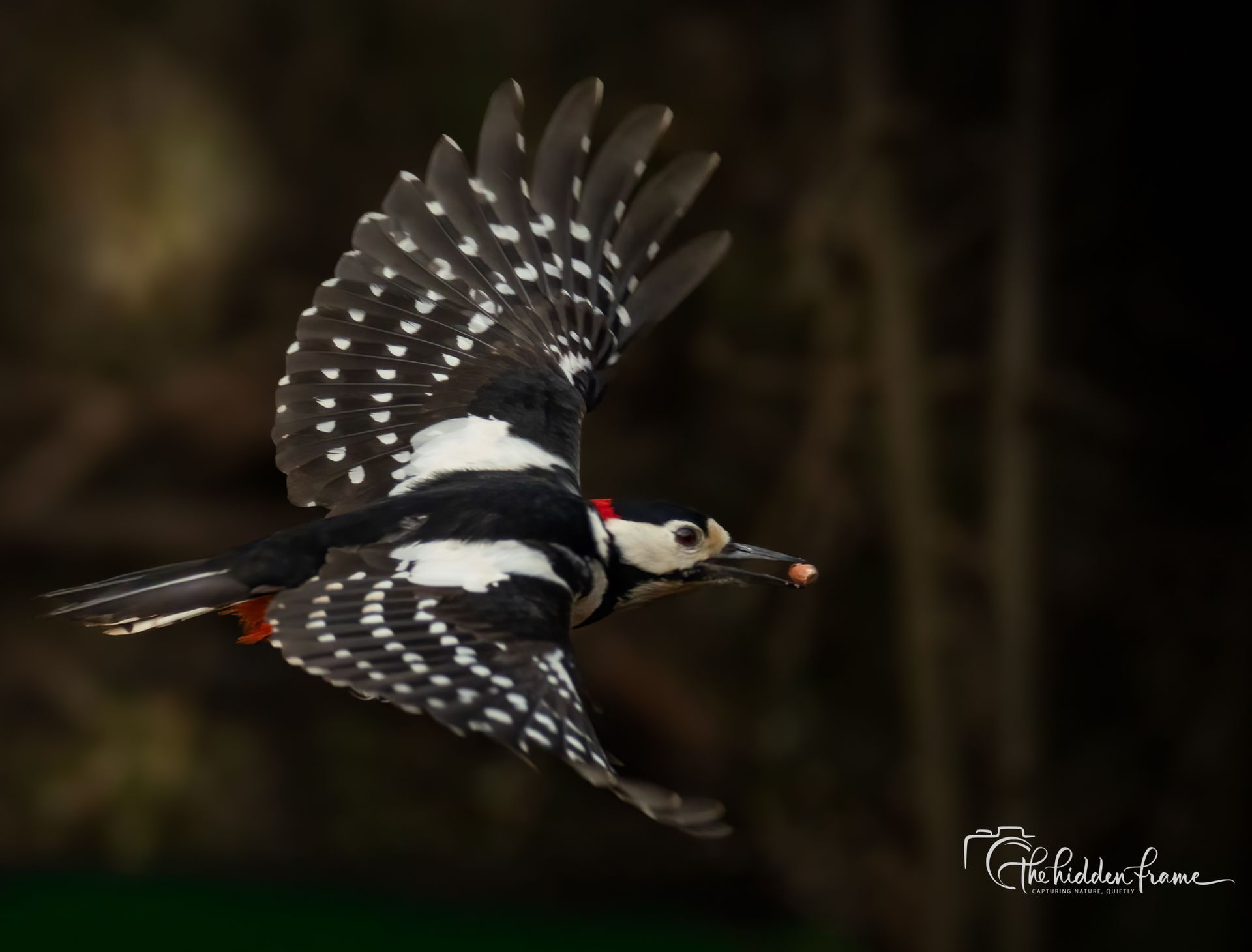 A Great Spotted Woodpecker in flight with a small item in its beak, set against a dark, blurred background.