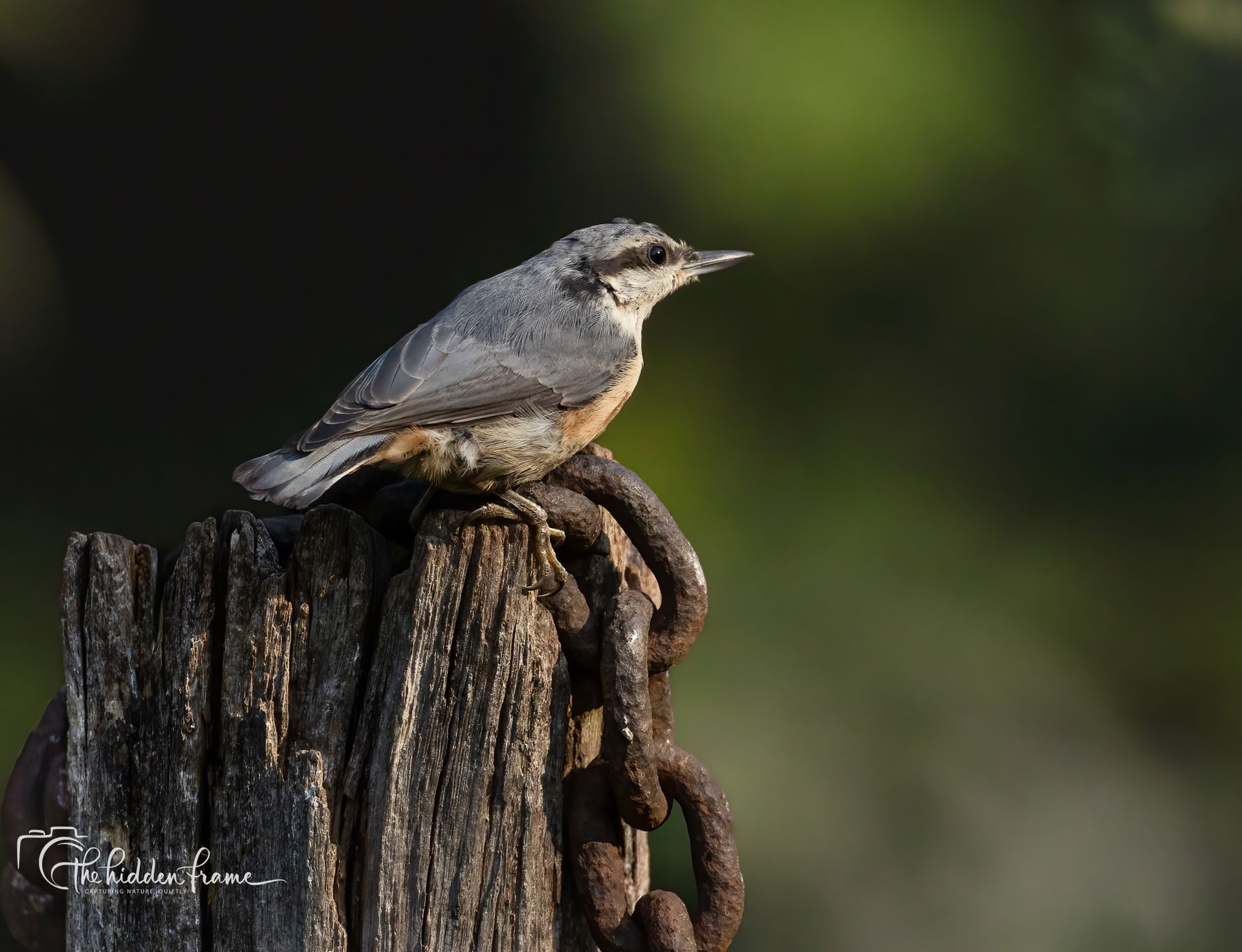 Gray bird perched on a weathered post with a rusted chain against a blurred green background
