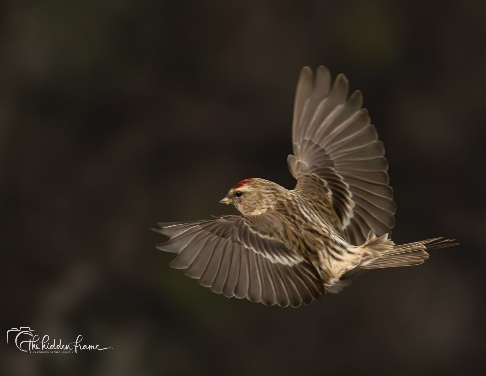 A small brown bird with a red crown patch flying with its wings spread wide against a dark, out-of-focus background.
