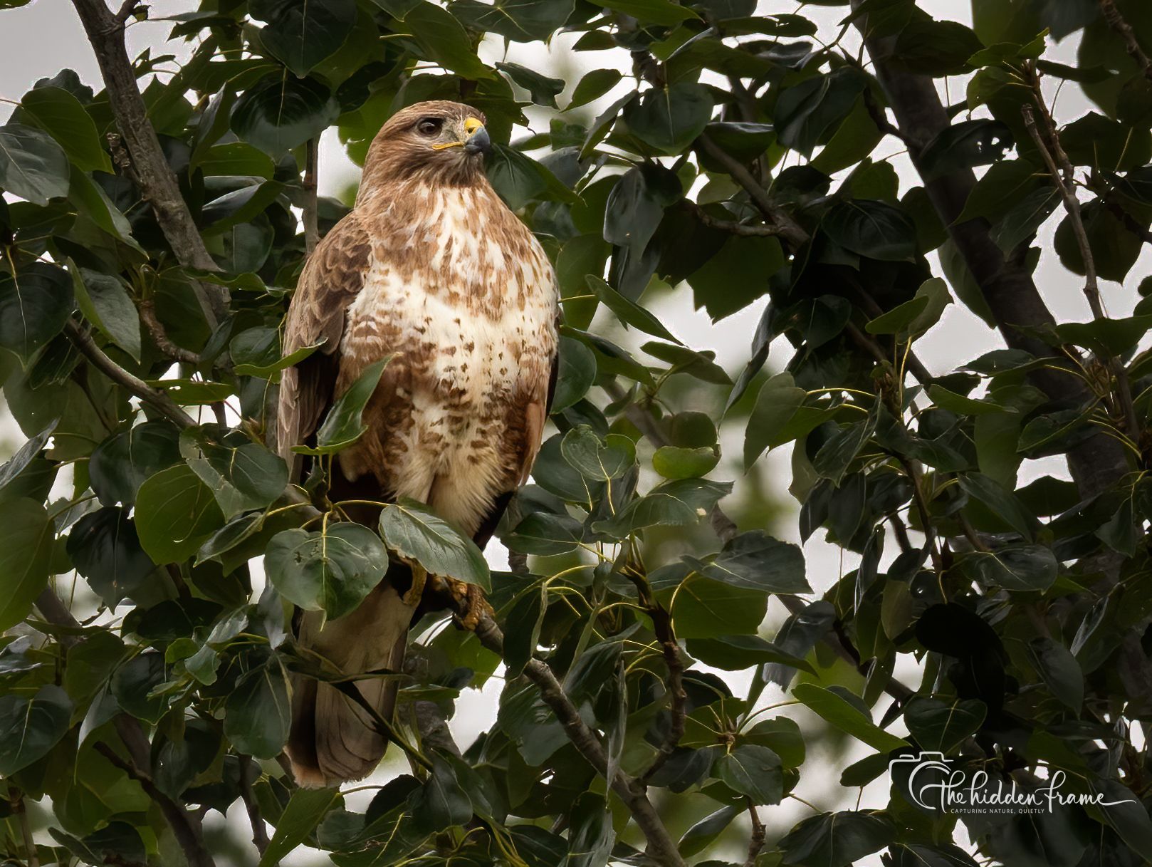 Brown hawk perched in leafy tree branches, looking alert