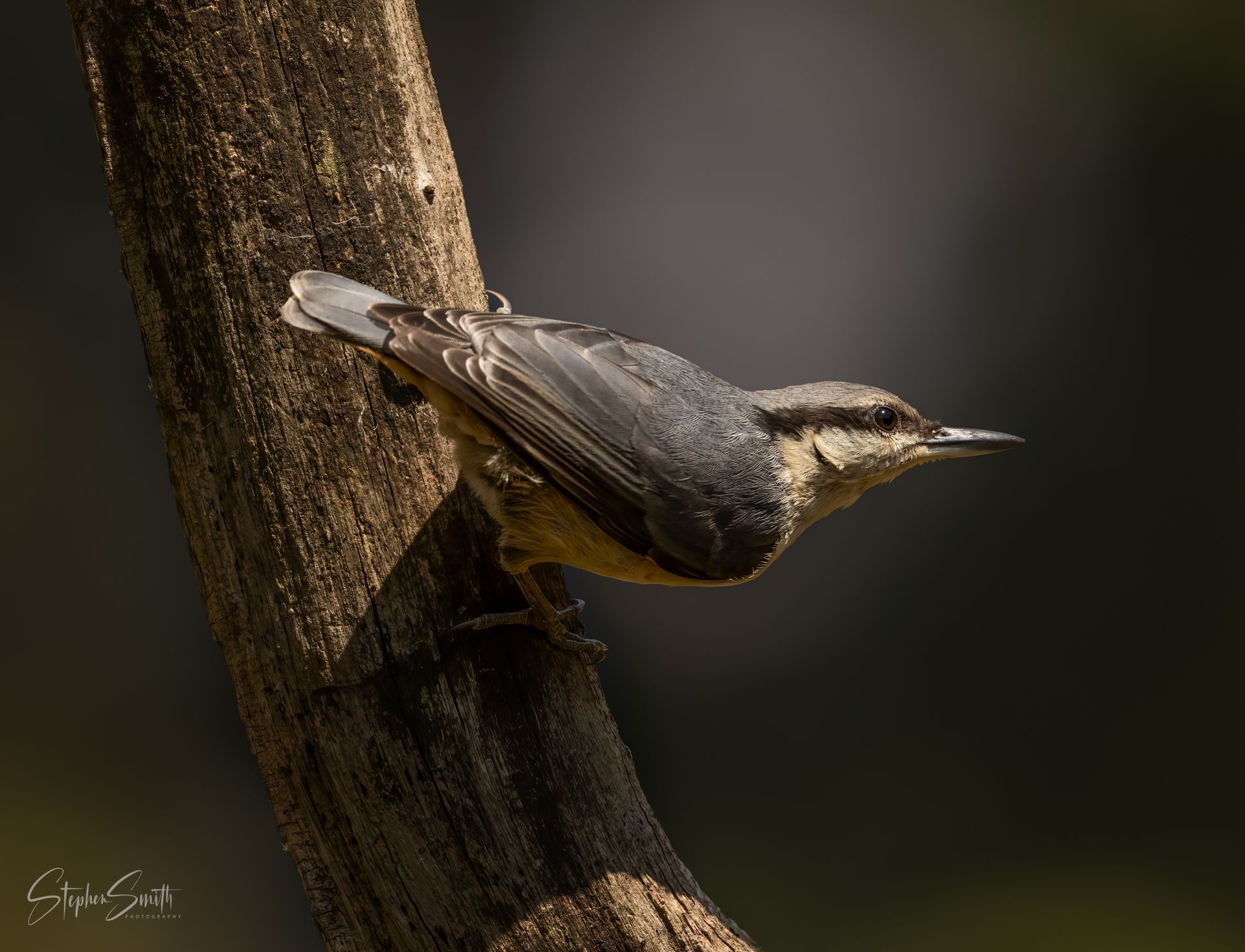 Small brown bird clinging sideways to a tree trunk against a dark blurred background