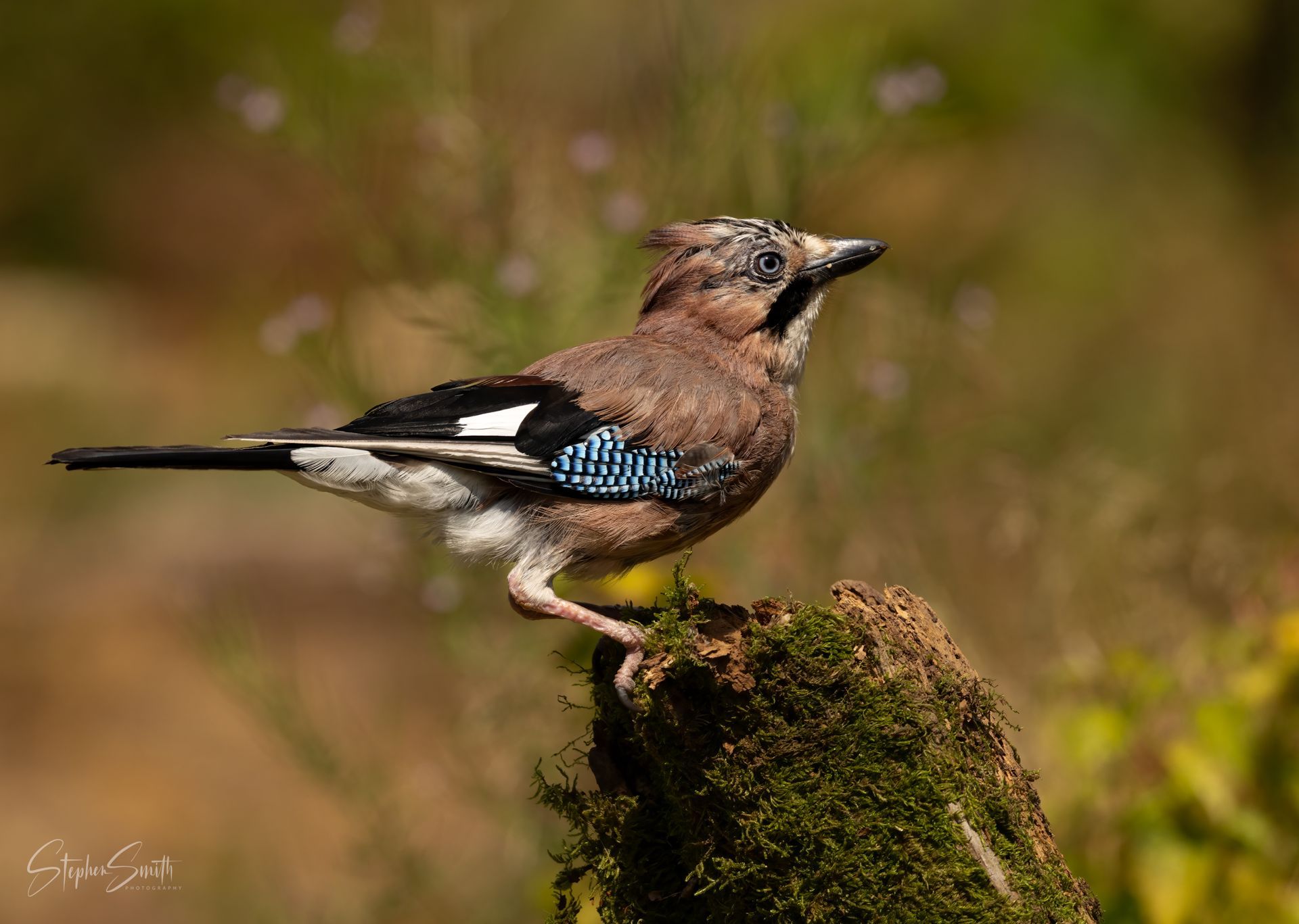 Blue jay perched on a mossy stump, head turned left, with blurred forest background