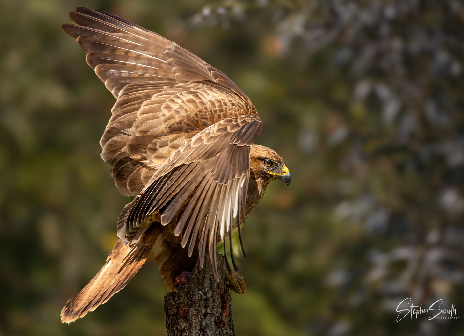 Brown hawk landing on a tree stump with wings spread against a blurred forest background