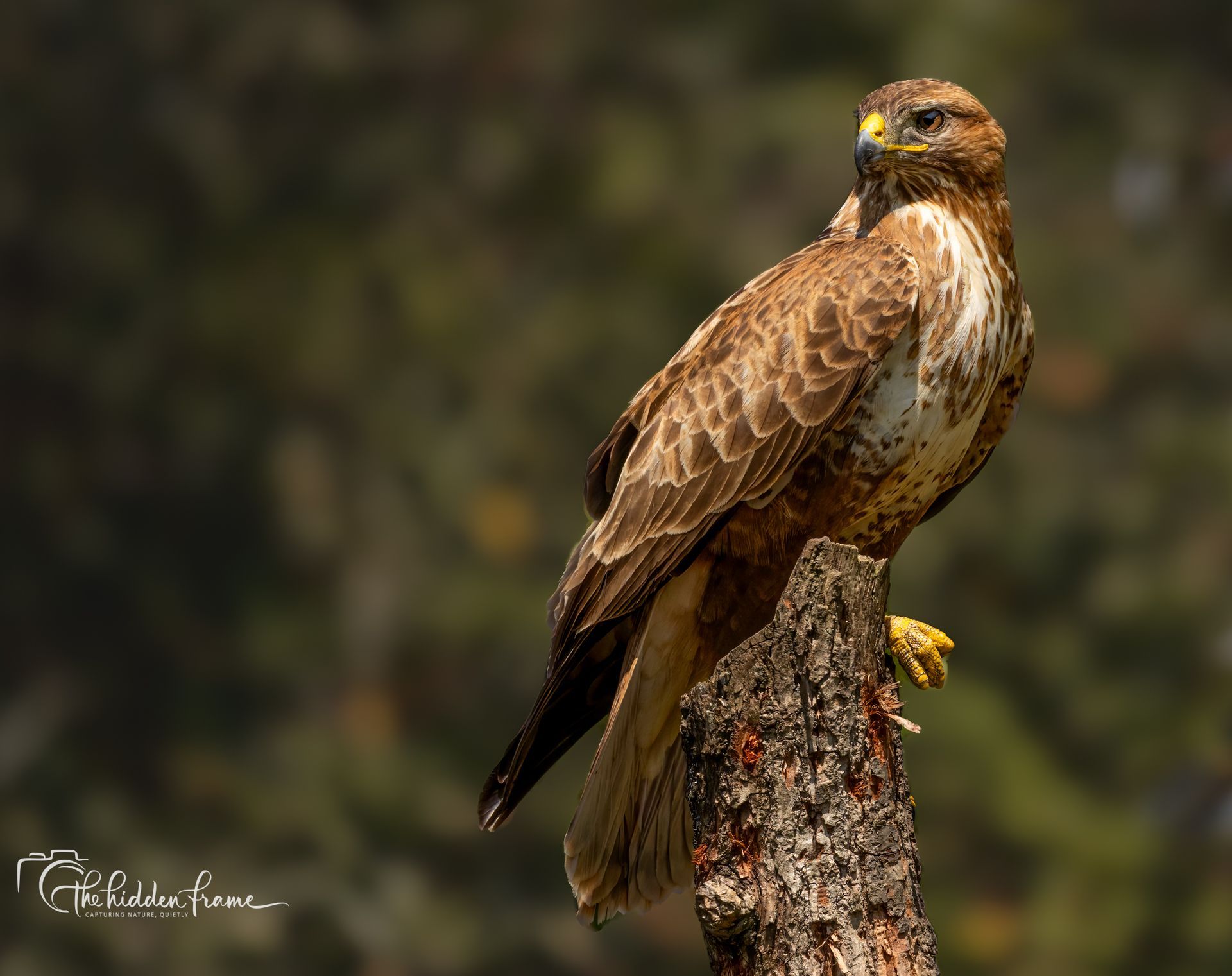 Brown hawk perched on a tree stump, facing left against a blurred forest background.