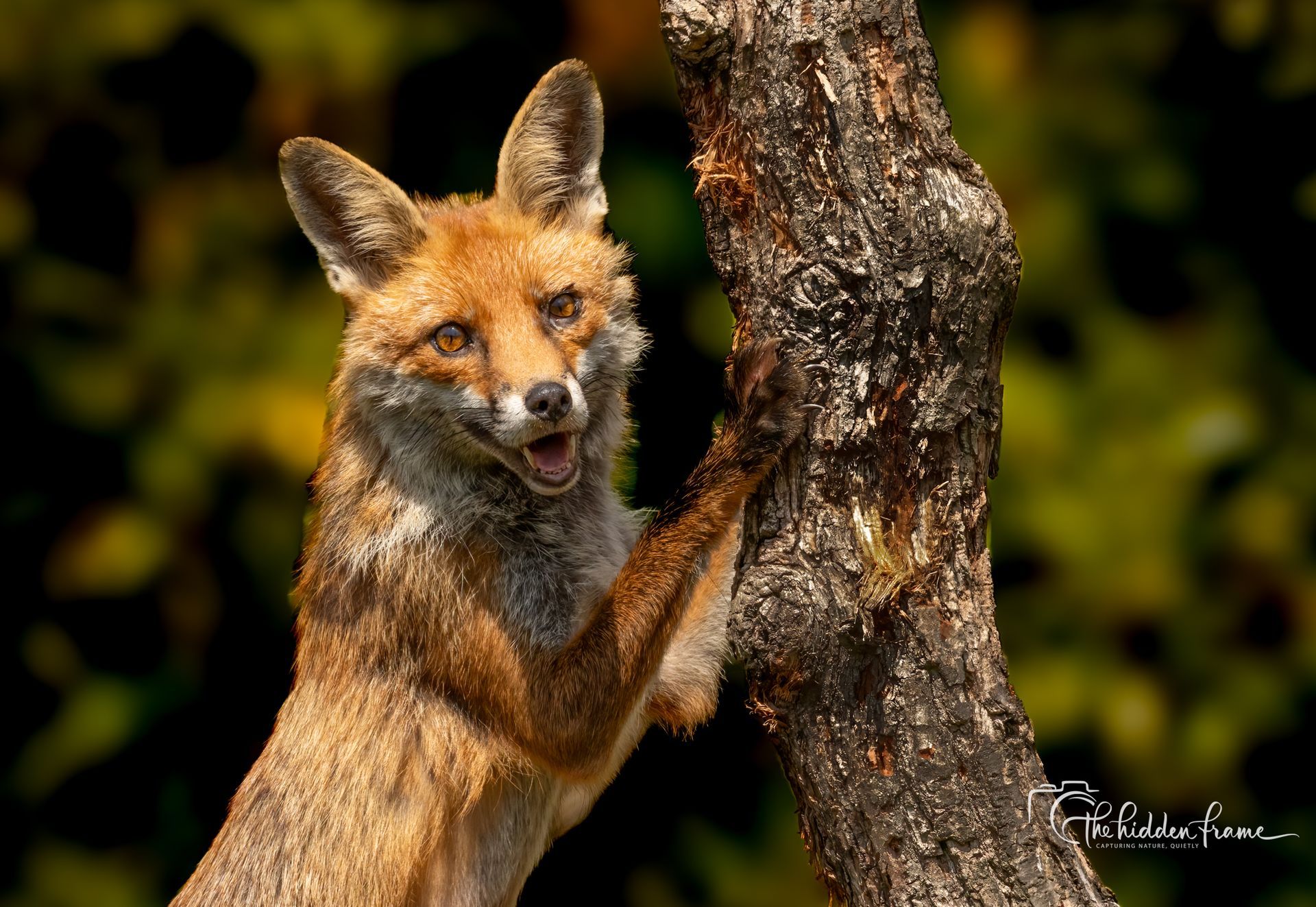Red fox clinging to a tree trunk, mouth open, in a dark forest setting.