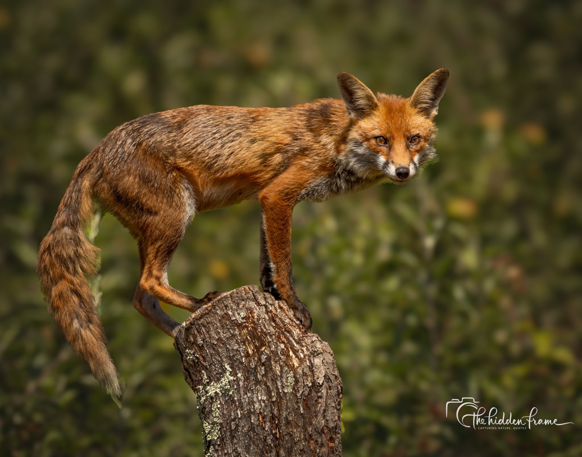 Red fox standing on a tree stump in a grassy field, looking at the camera.