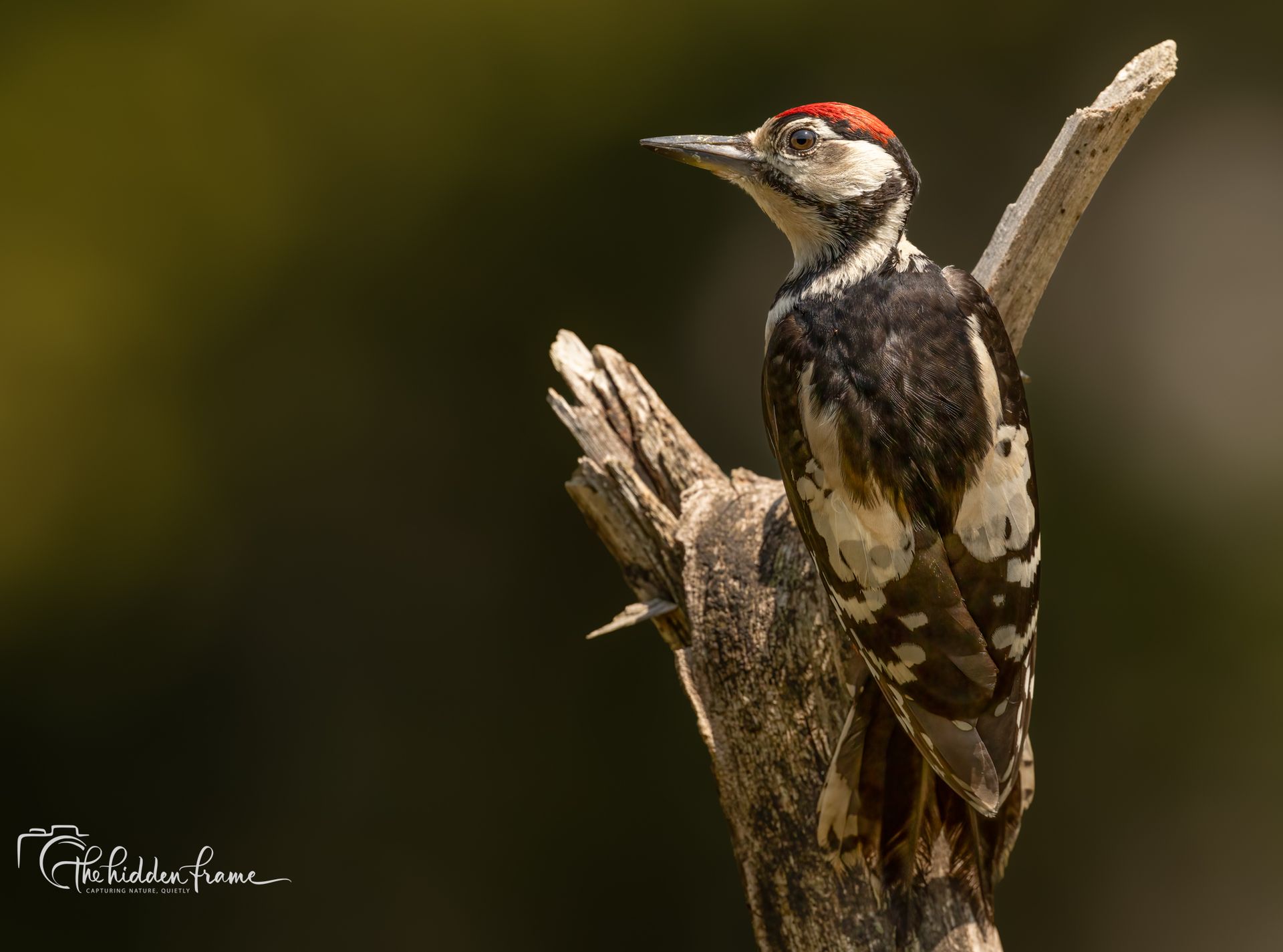 Woodpecker perched on a tree stump, with a red crown and black-and-white plumage.
