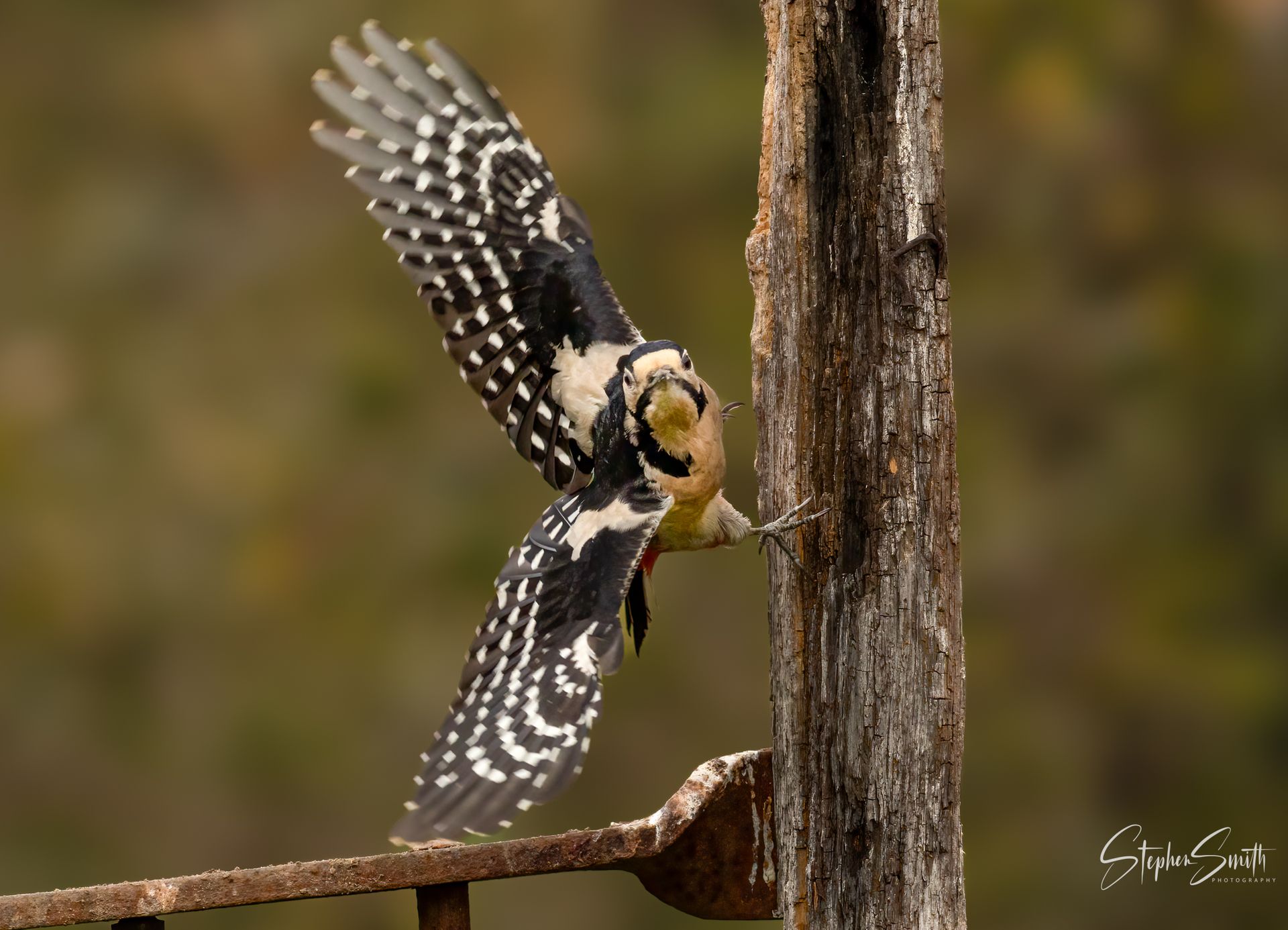 A black-and-white speckled woodpecker clings to a vertical wooden post, wings spread mid-flight against a blurred background.