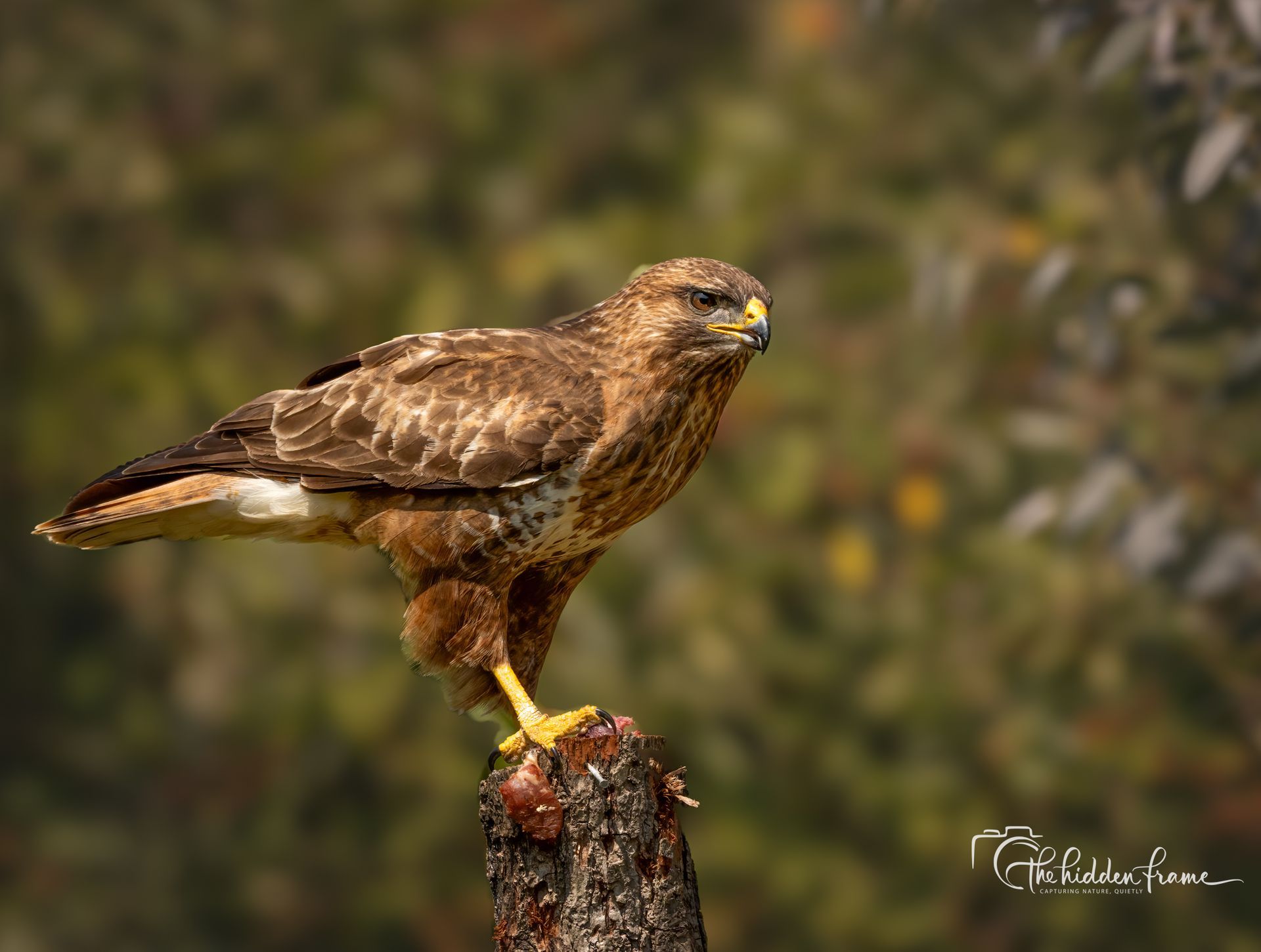 Brown hawk perched on a tree stump against a blurred forest background