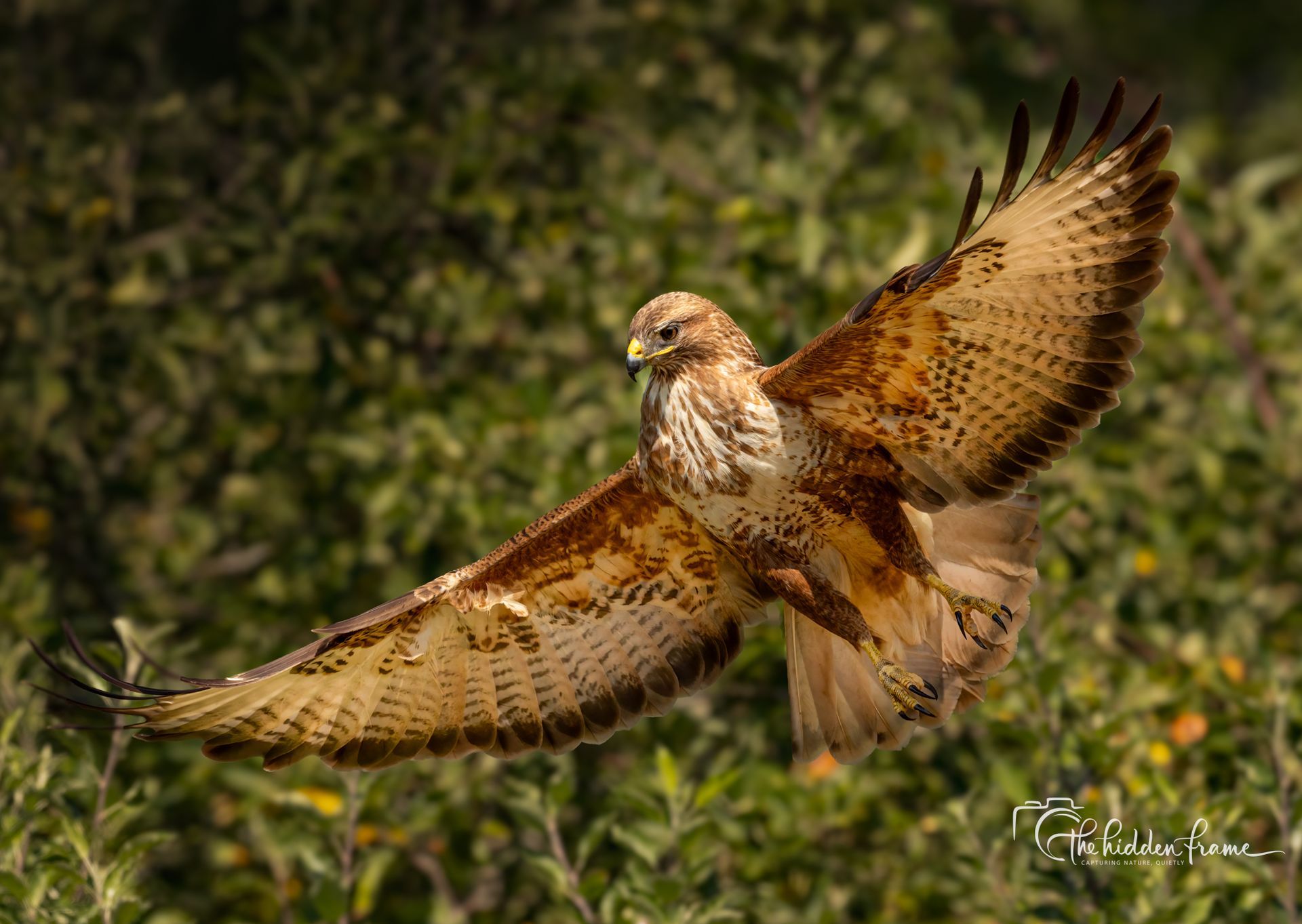 Brown hawk with wings spread wide, flying over a green field
