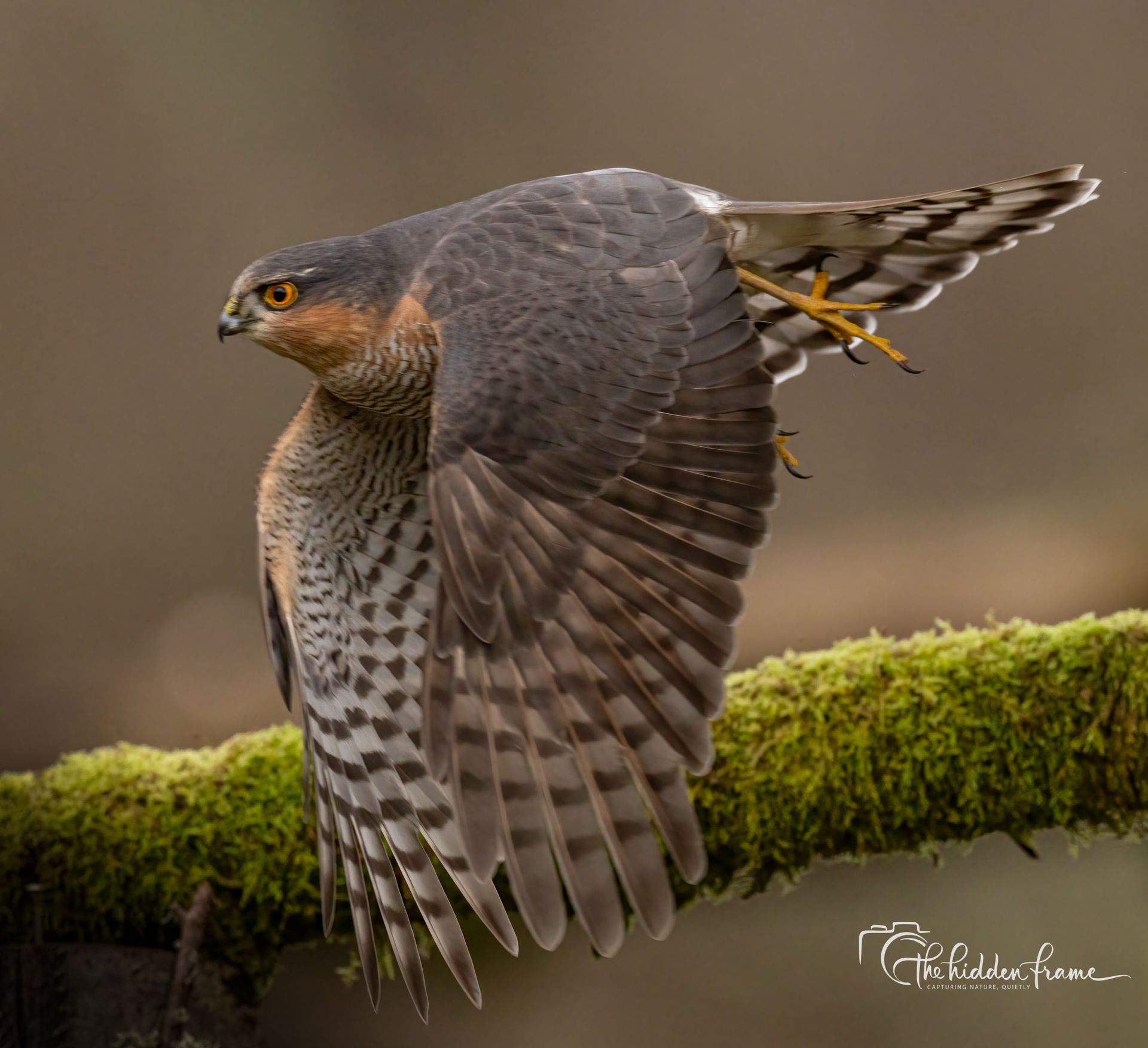 A sparrowhawk with dark grey wings and a barred chest taking flight from a mossy branch.