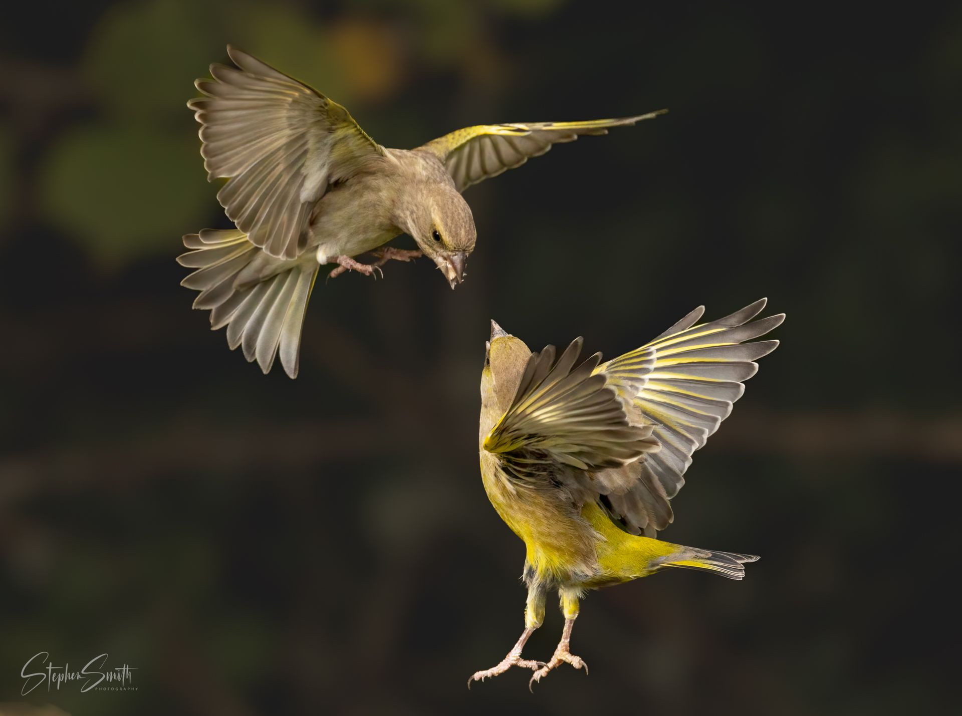 Two green finches with spread wings face each other in mid-air against a dark, blurred background.