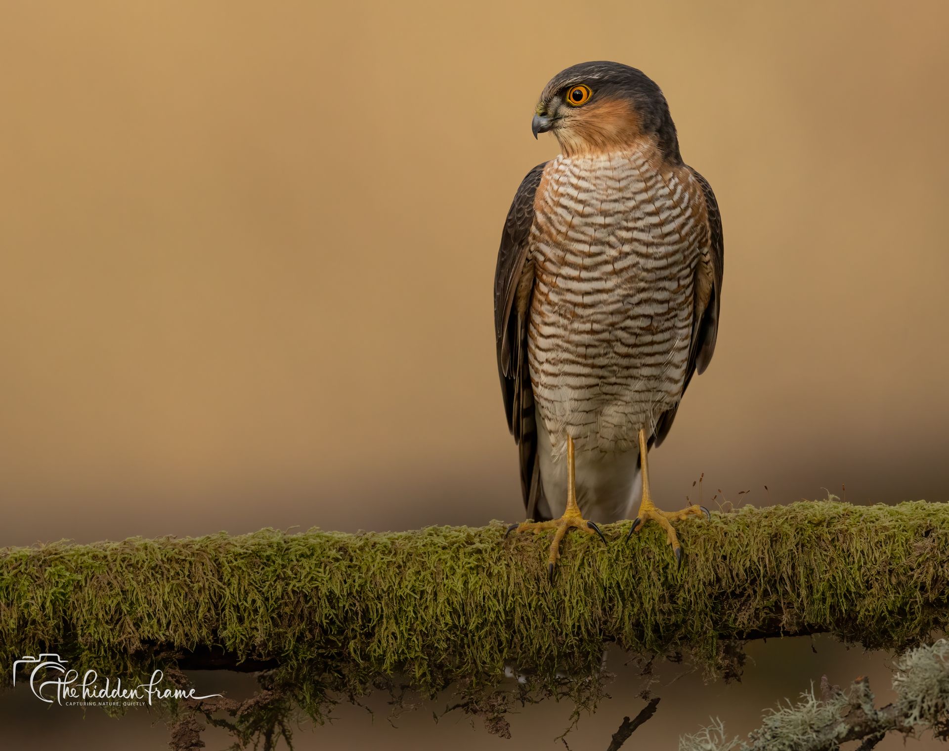 A Eurasian sparrowhawk with brown and white barred feathers sits perched on a mossy, textured branch.