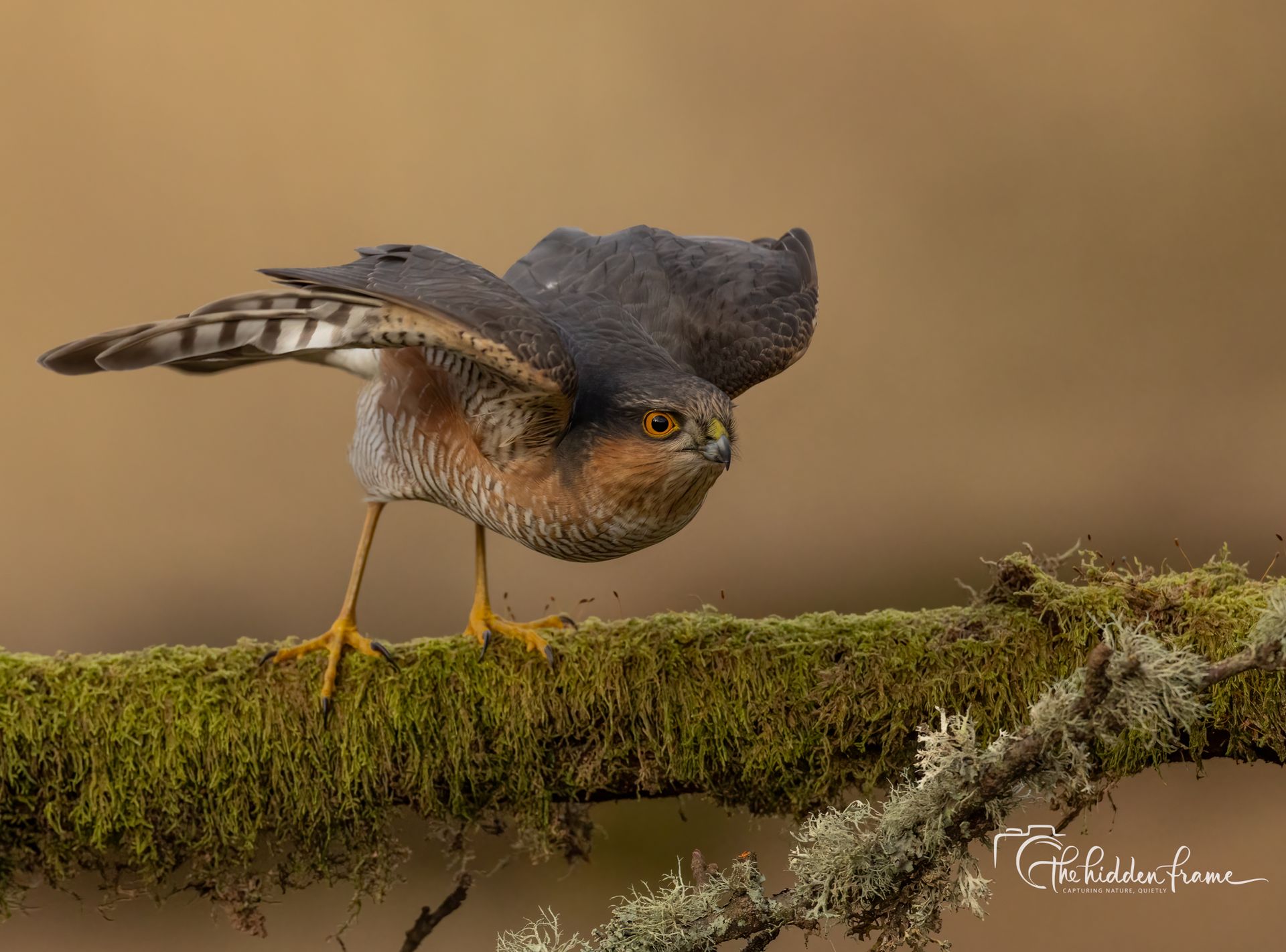 A sparrowhawk with dark-grey wings and a mottled chest perched on a mossy, lichen-covered branch, wings slightly spread.