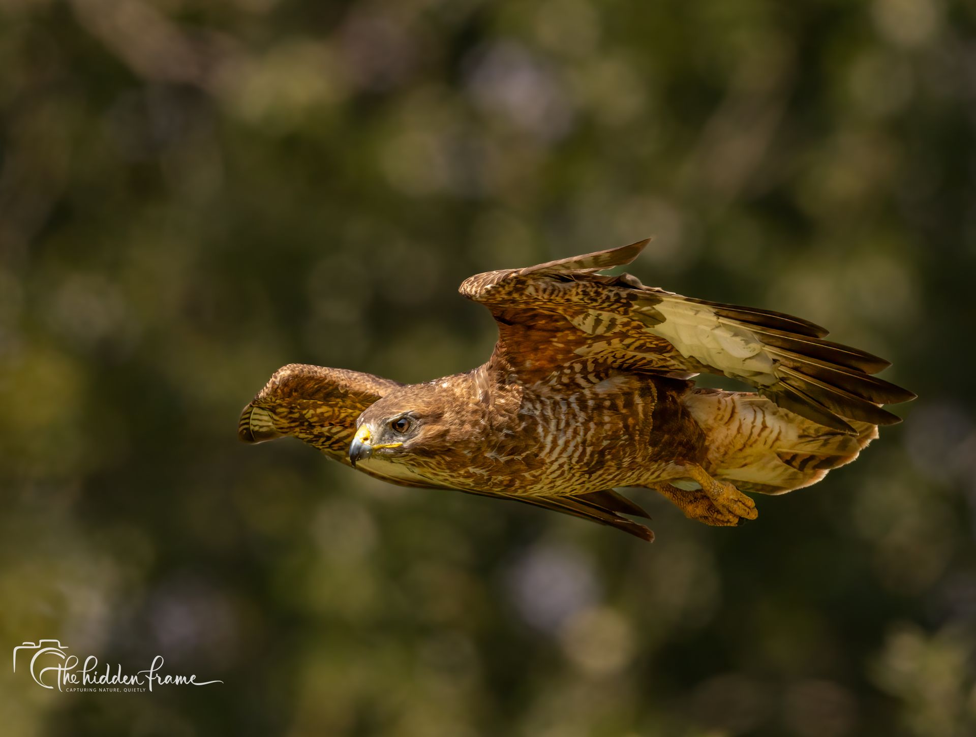 Brown bird in mid-flight against a blurred green background