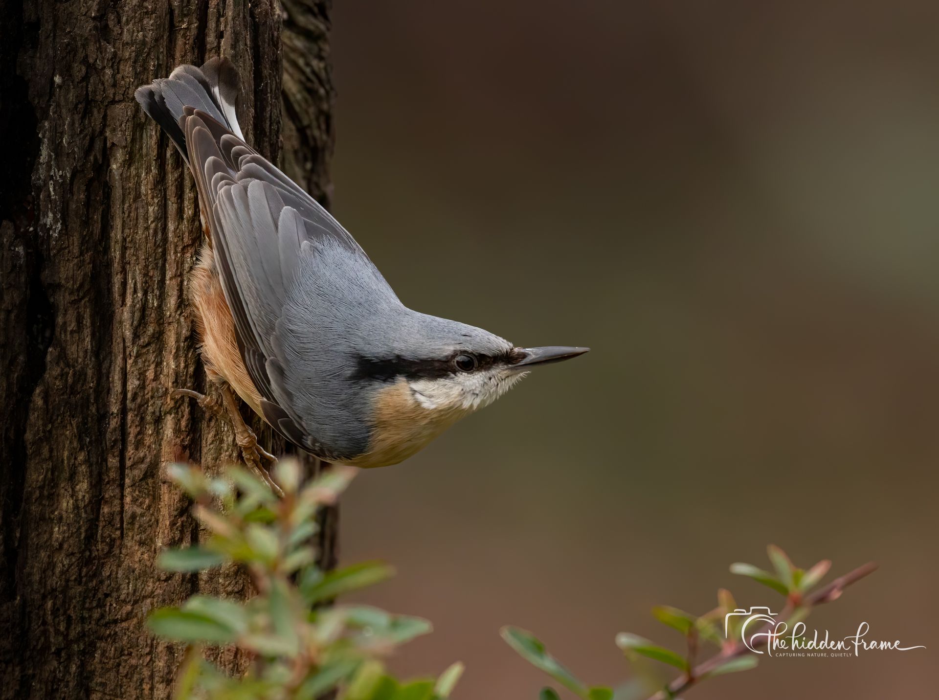 A Eurasian nuthatch with blue-gray wings and a buff belly clings to a rough tree trunk, looking toward the right.