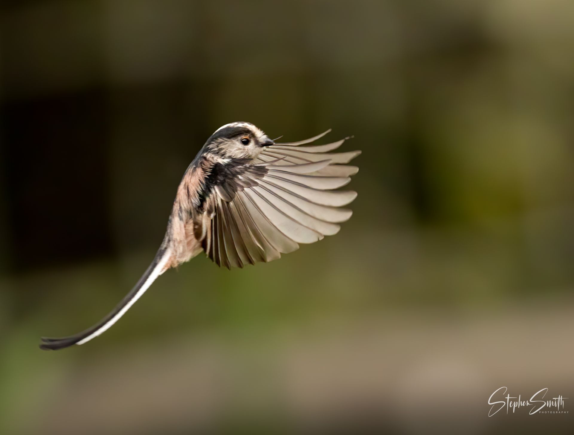 A long-tailed tit in flight, captured in profile against a soft, blurred green background.