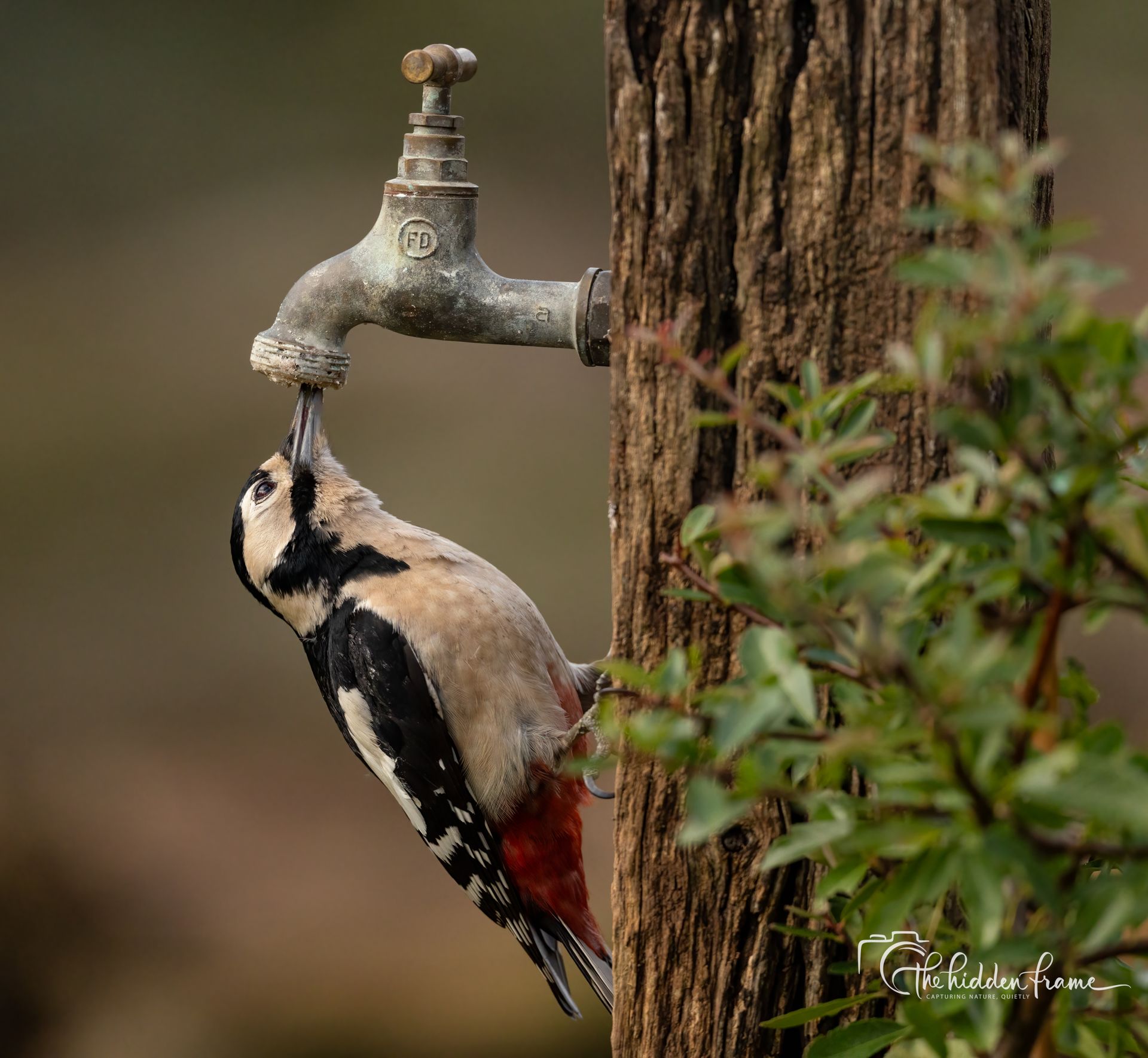 A Great Spotted Woodpecker drinks a drop of water from the spout of a weathered metal outdoor faucet mounted to a post.