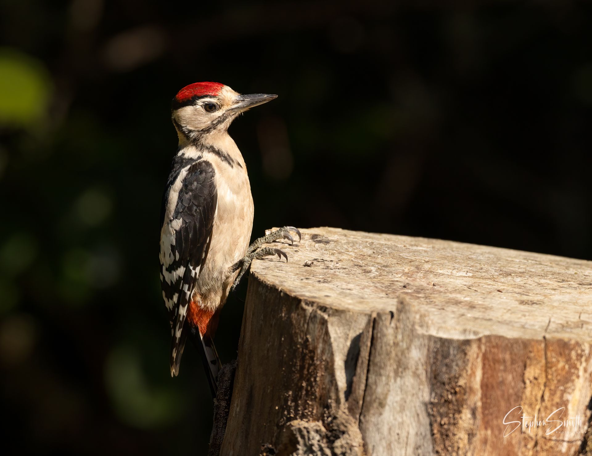 A Middle Spotted Woodpecker with a red crown and black-and-white plumage perched on a wooden tree stump.