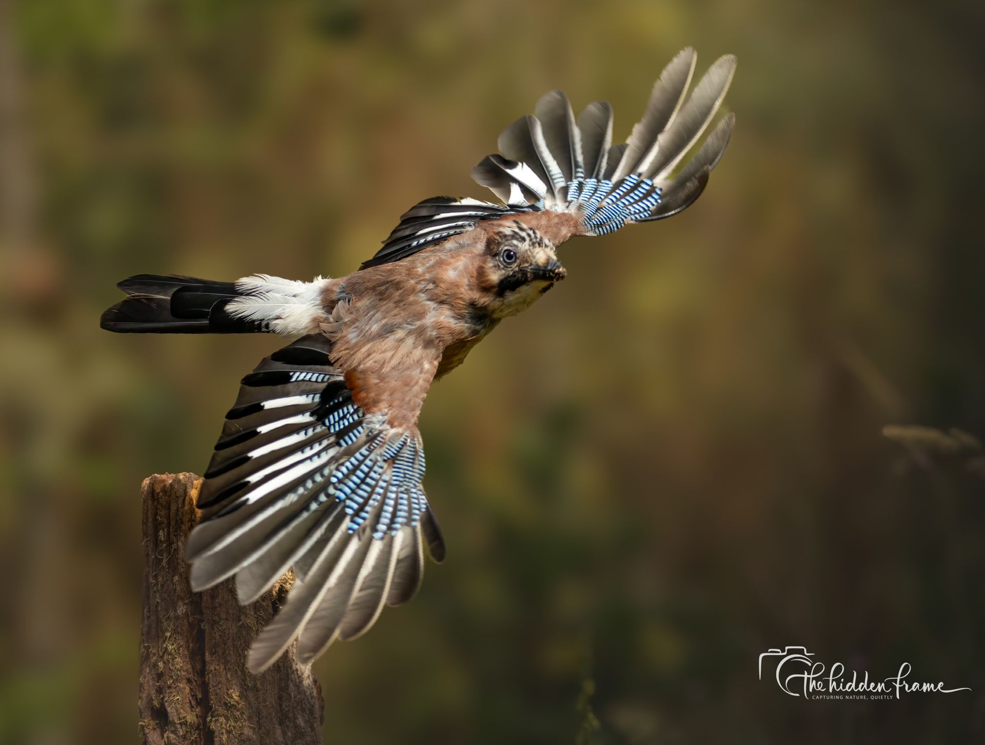 Jay with blue-tipped wings in flight against a blurred brown background