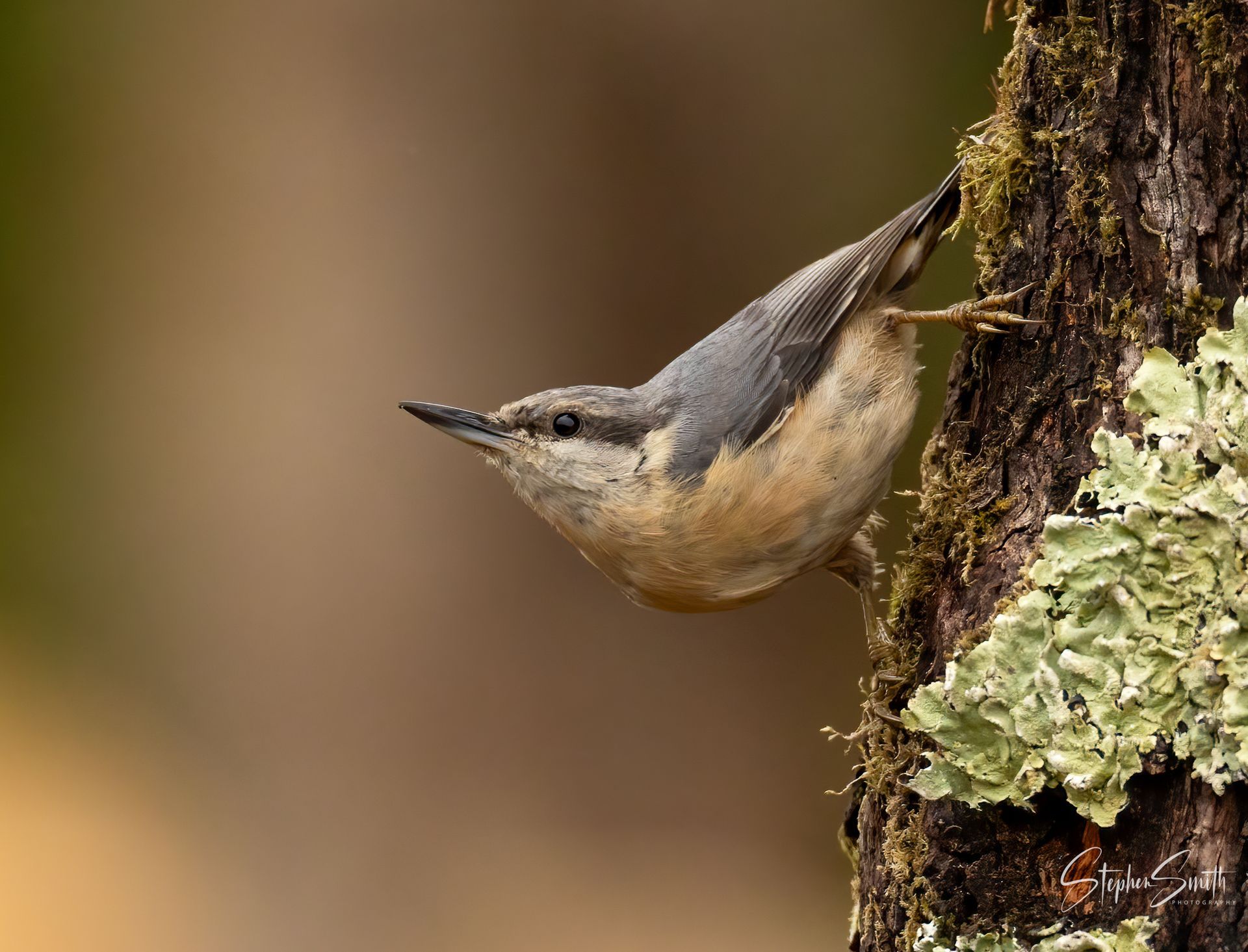 A nuthatch with blue-gray wings and a buff belly clings to a mossy, lichen-covered tree trunk, looking to the left.