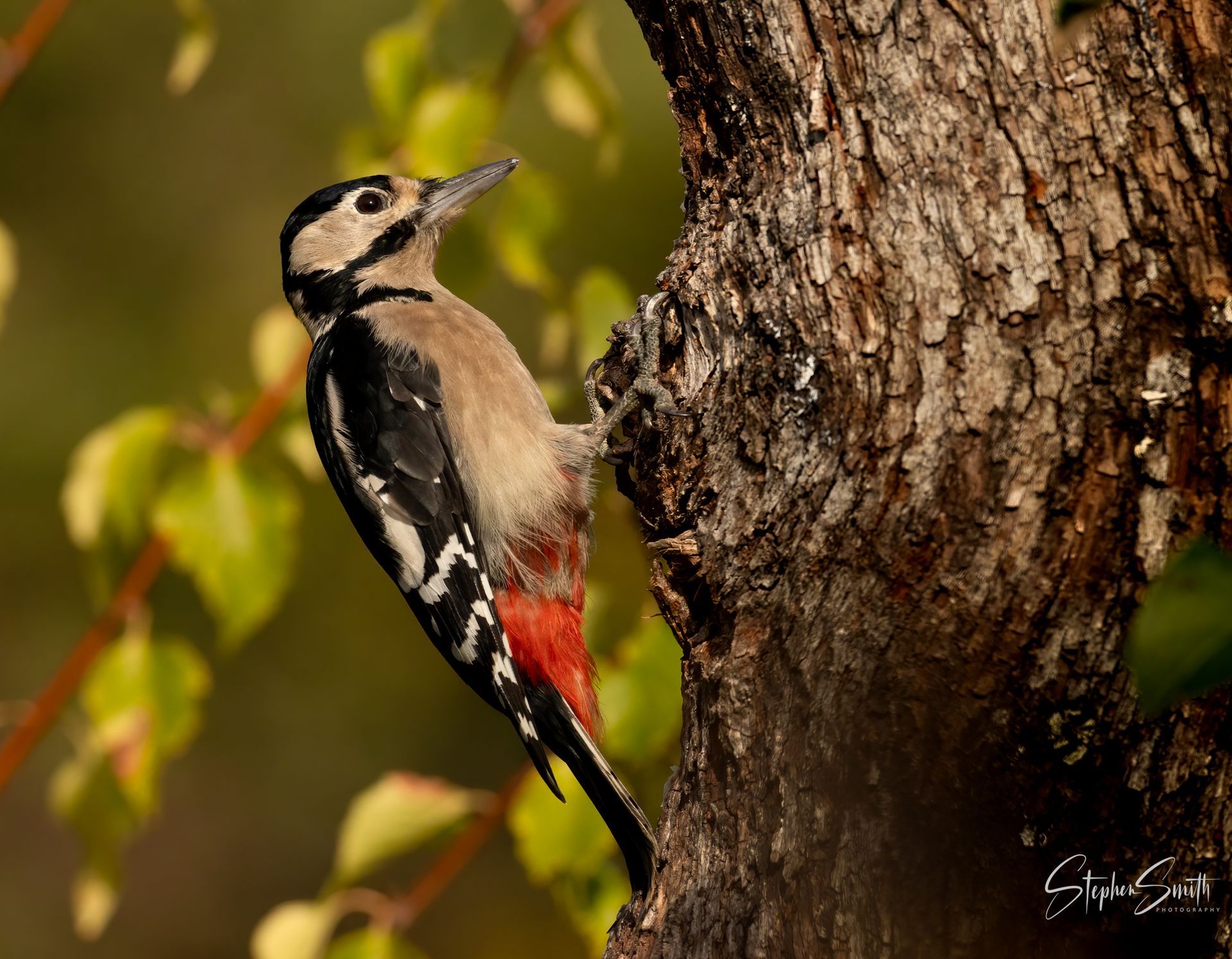 A woodpecker with black and white feathers and a bright red belly clinging to the textured bark of a tree.