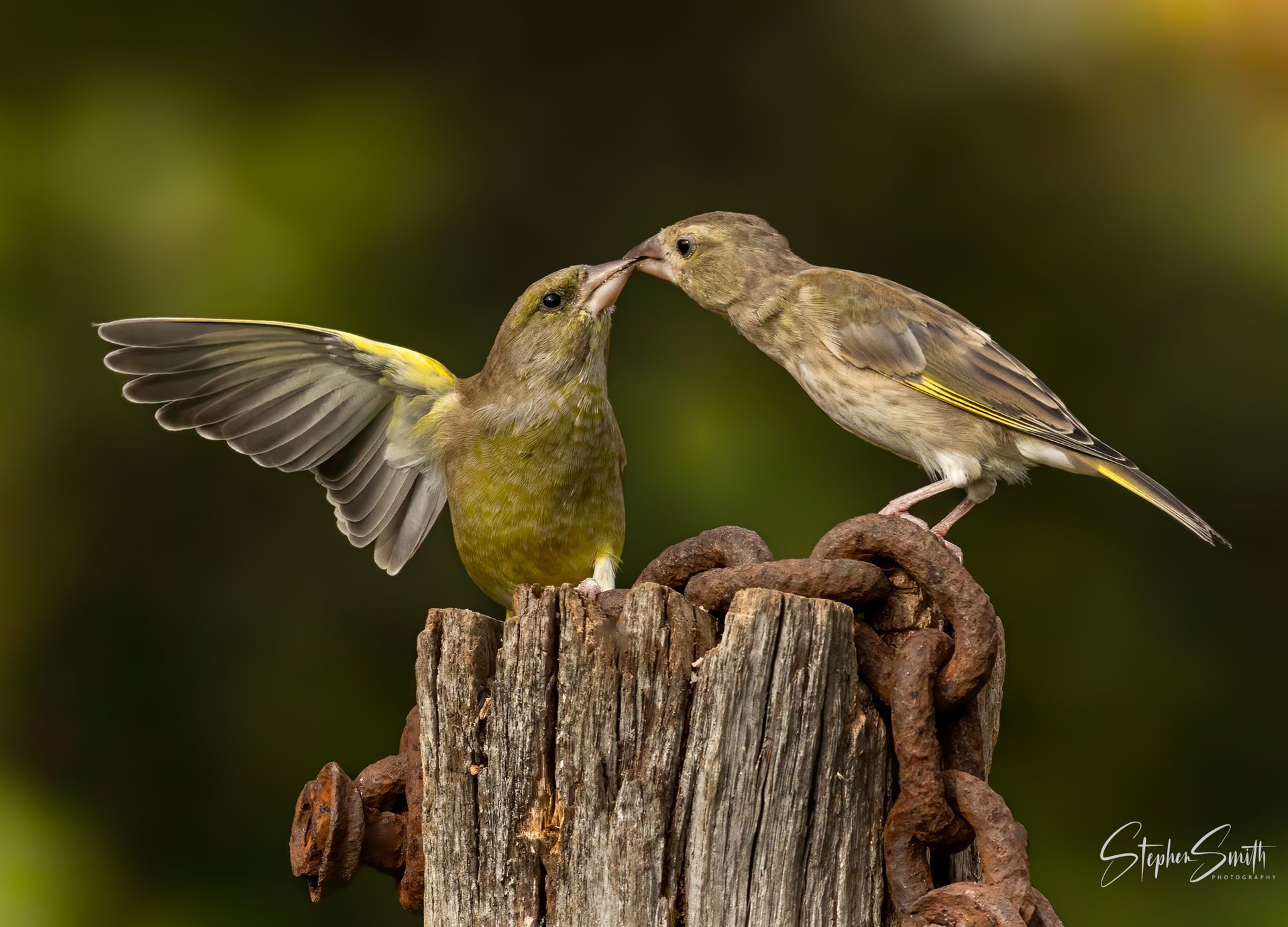 Two small olive and grey birds perched on a wooden post with a rusty chain, touching beaks as one flaps its wings.