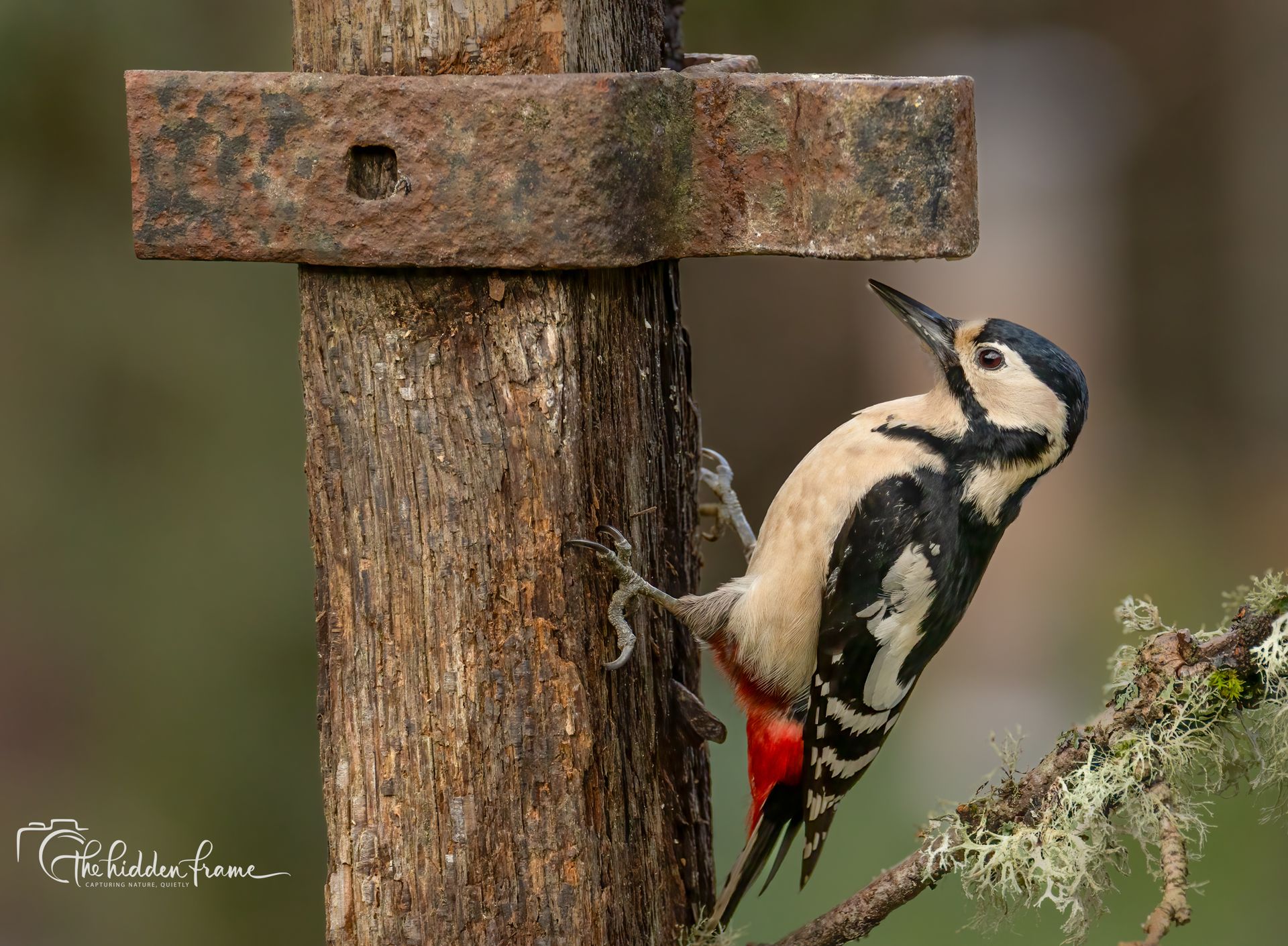 A Great Spotted Woodpecker with black, white, and red plumage clings to a weathered wooden post outdoors.
