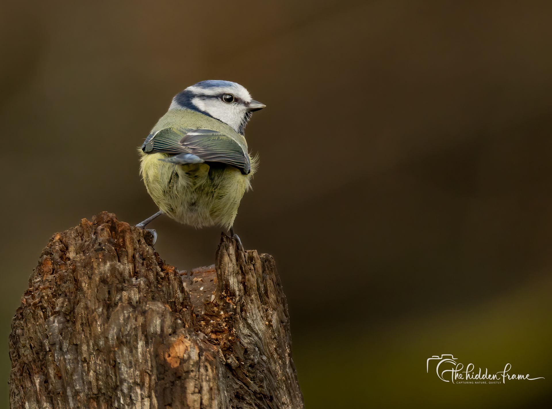 A Eurasian blue tit perched on a weathered tree stump against a blurred brown background.