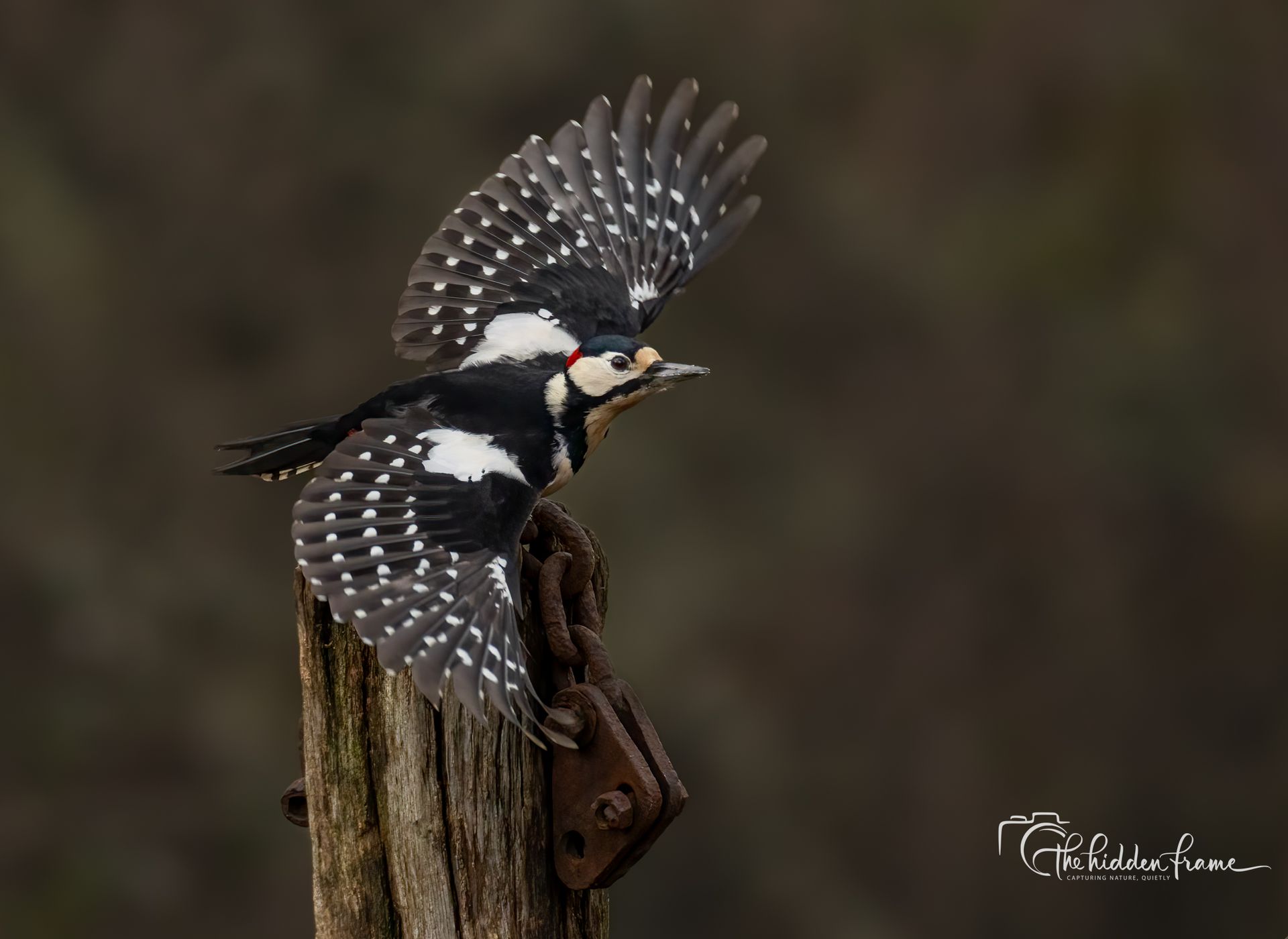 A great spotted woodpecker with wings spread wide, perched on top of a weathered wooden post.